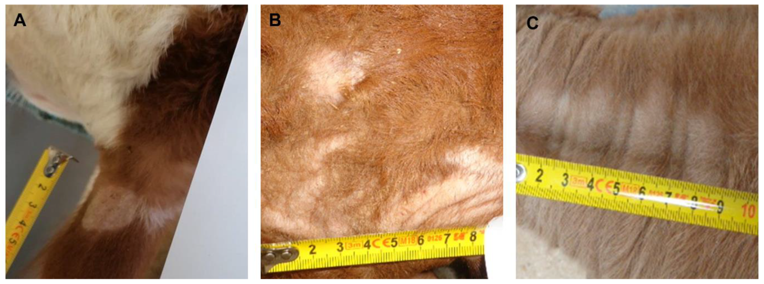 Animals 14 00390 g001