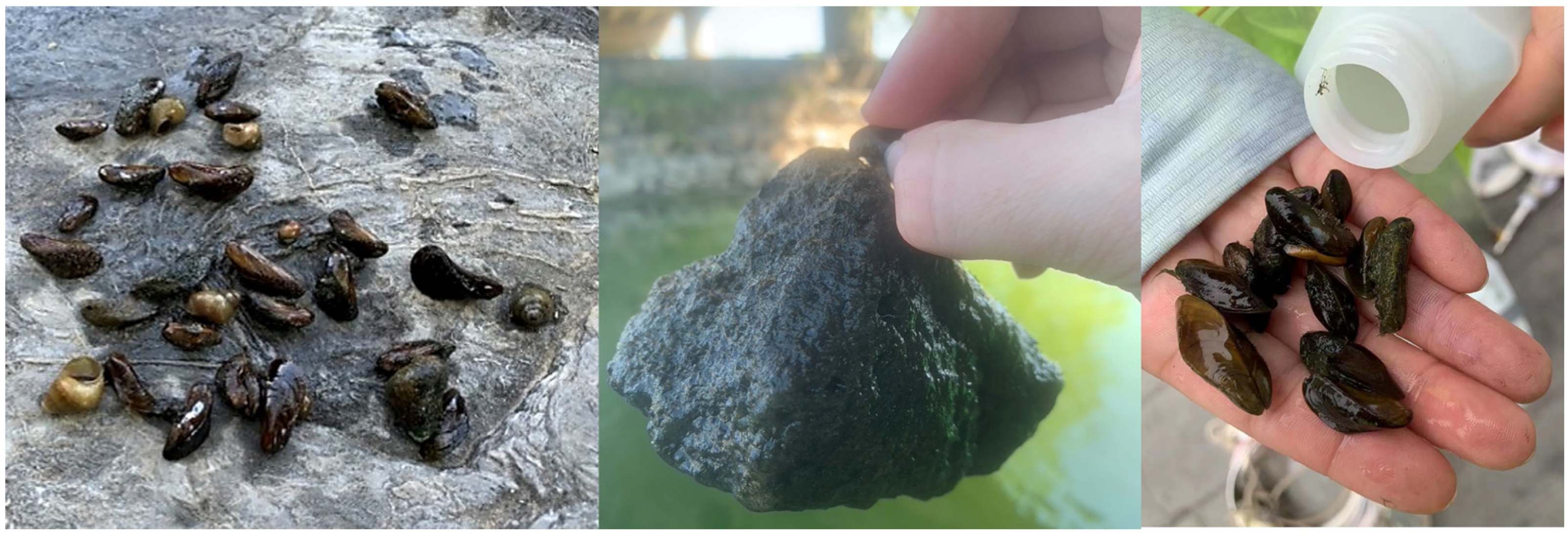 Early Detectors: A Summer of Mussel Monitoring - Invasive Species