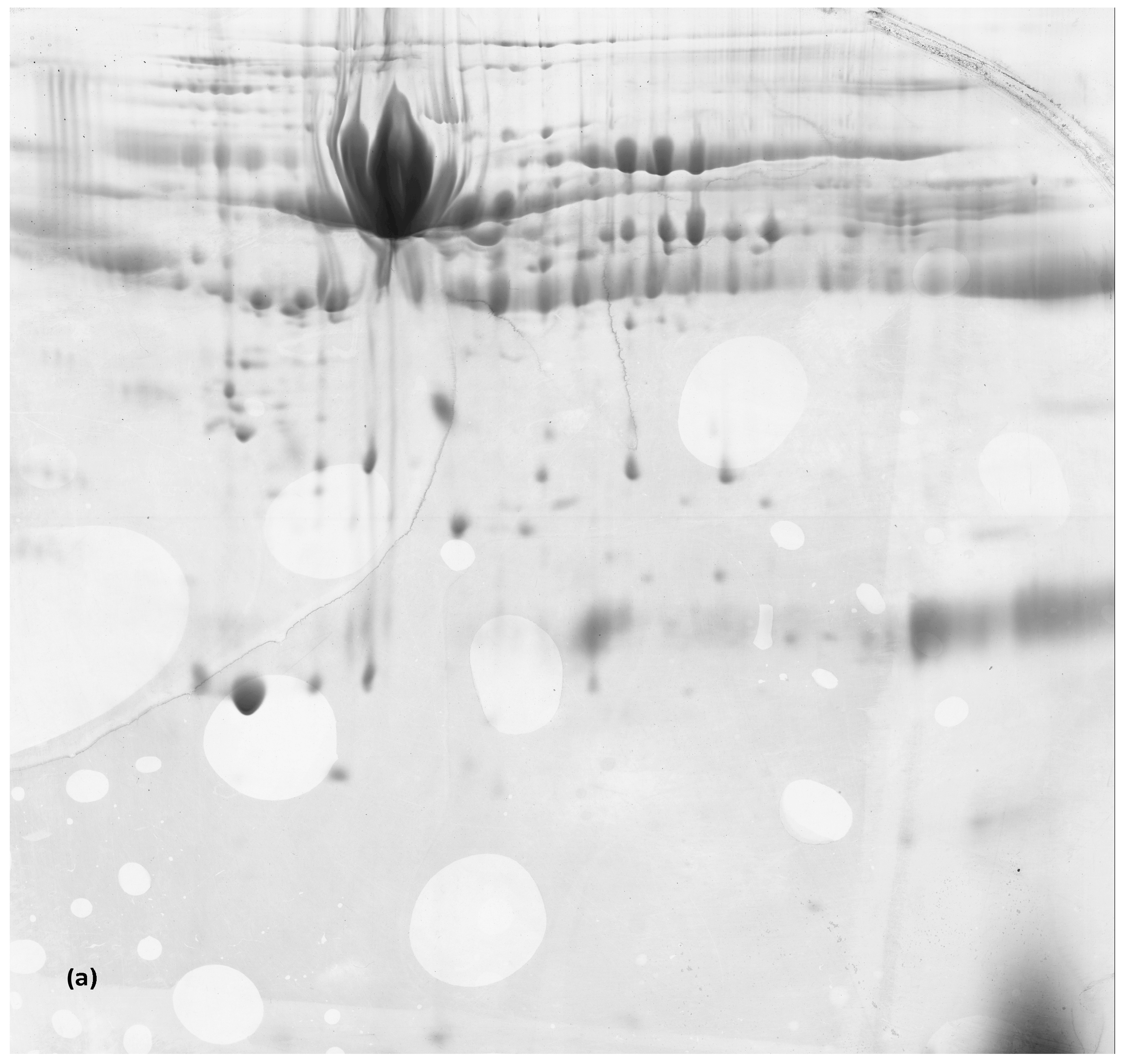 Animals 14 00400 g003a