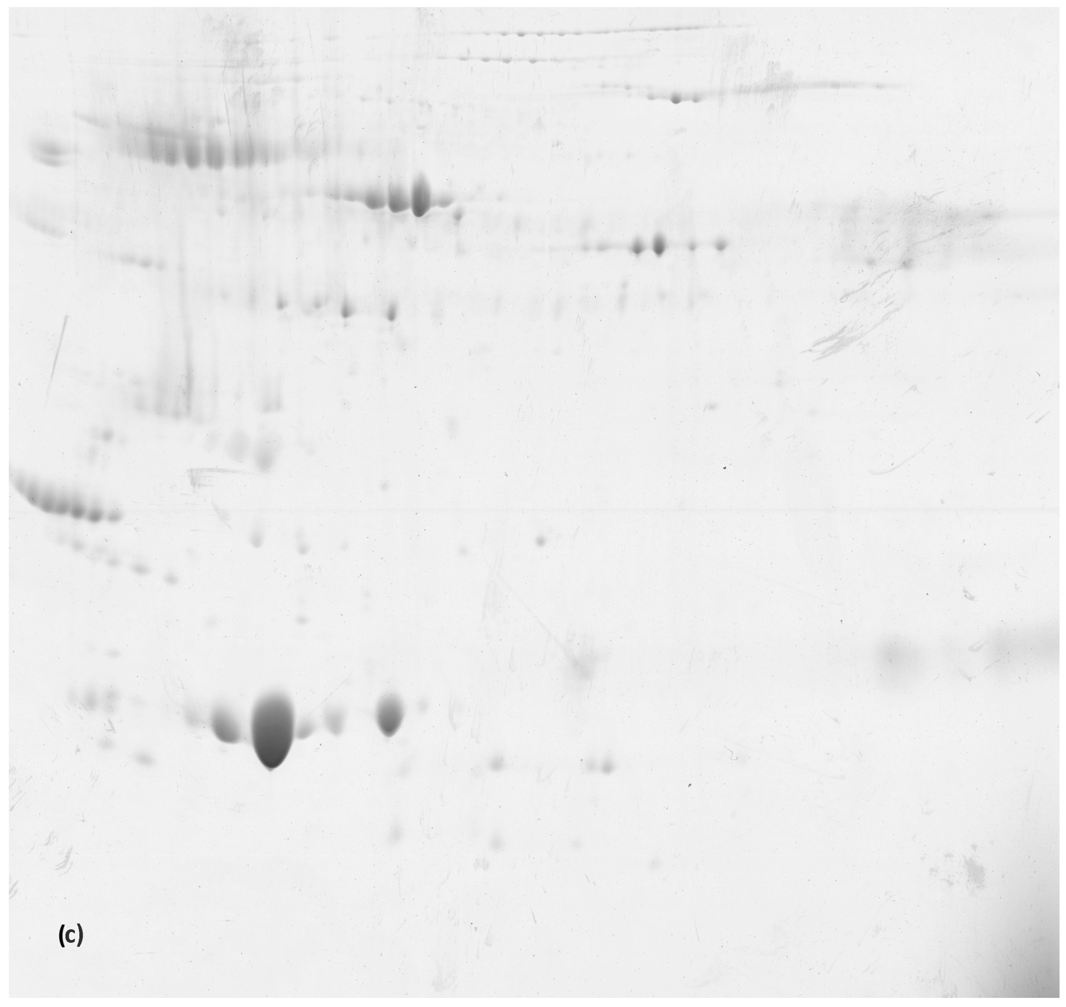 Animals 14 00400 g003c