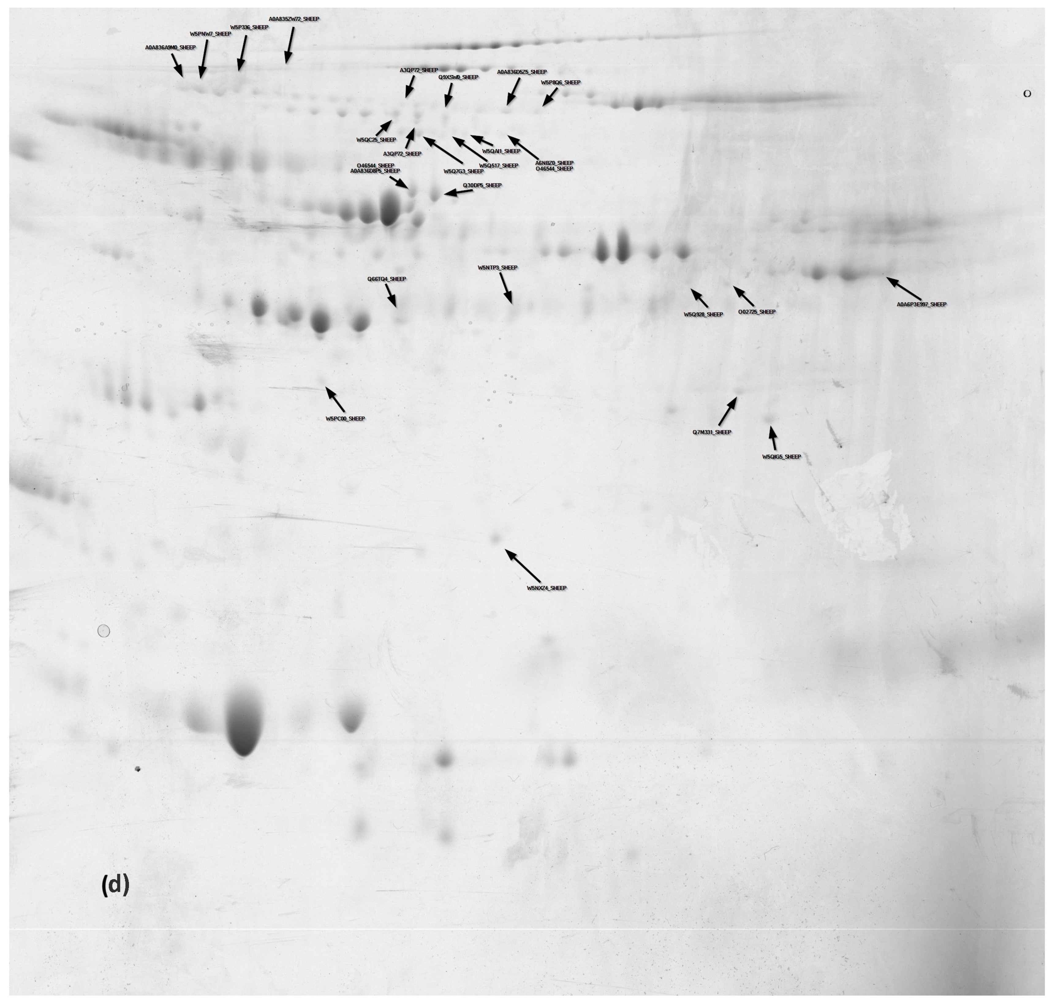 Animals 14 00400 g003d