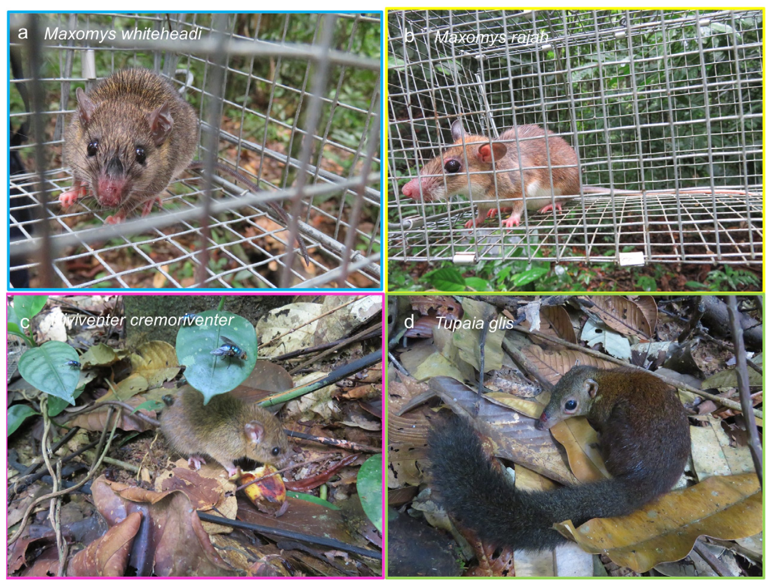 Animals 14 00426 g003