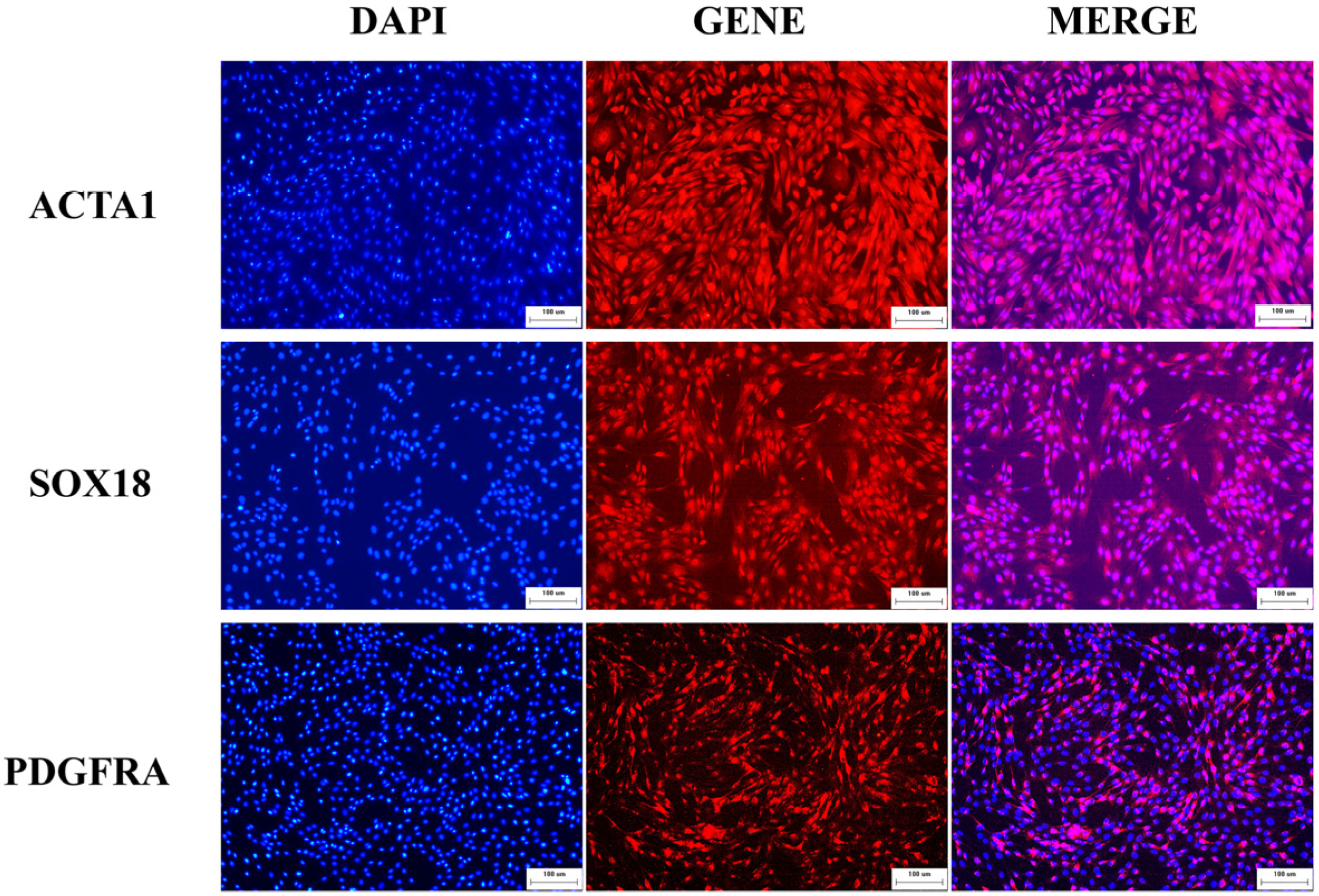 Animals 14 00429 g001 Animals 14 00429 g001