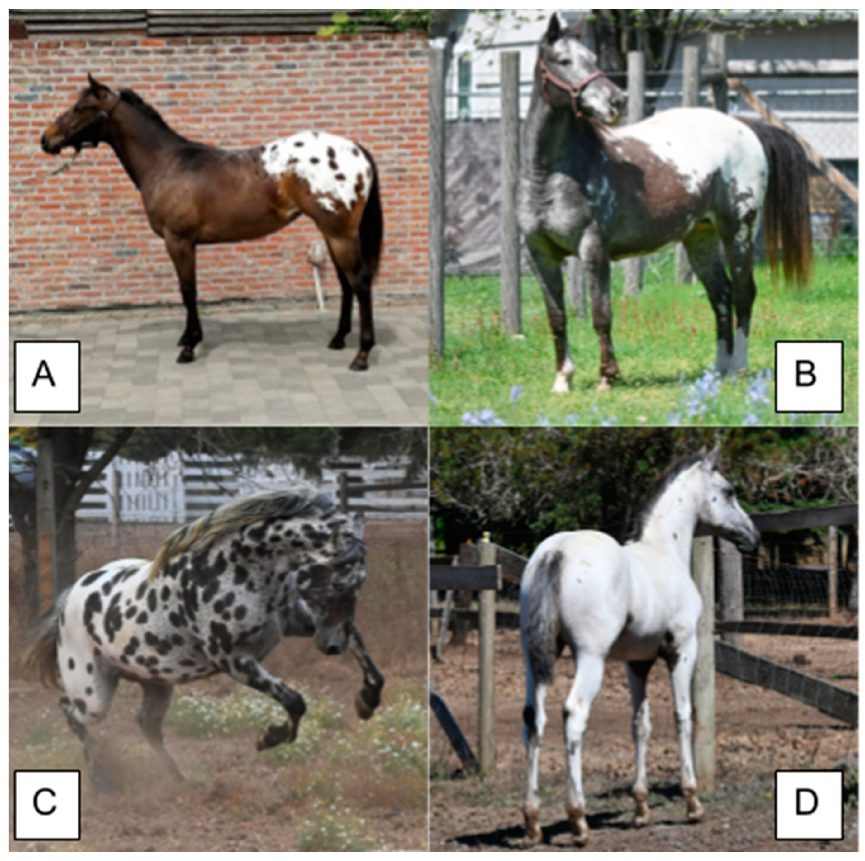 Horse Genetics 2.0: Colours  Laboratoire de génétique vétérinaire