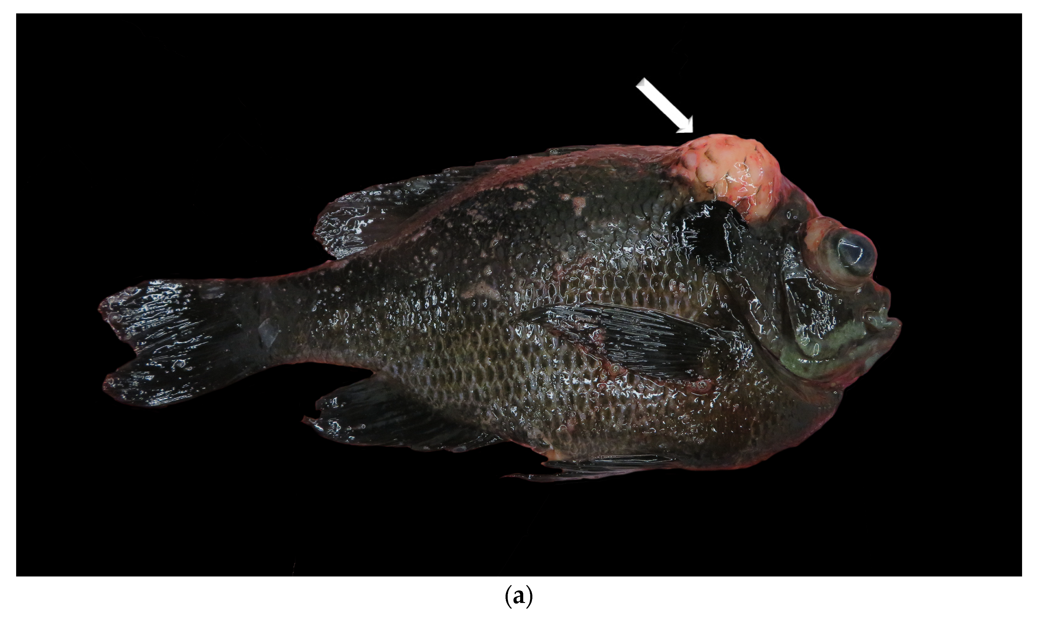 Animals | Free Full-Text | Retrospective Study of the Prevalence,  Histopathology, Therapy, and Survival Time of Neoplastic Disease in Fish