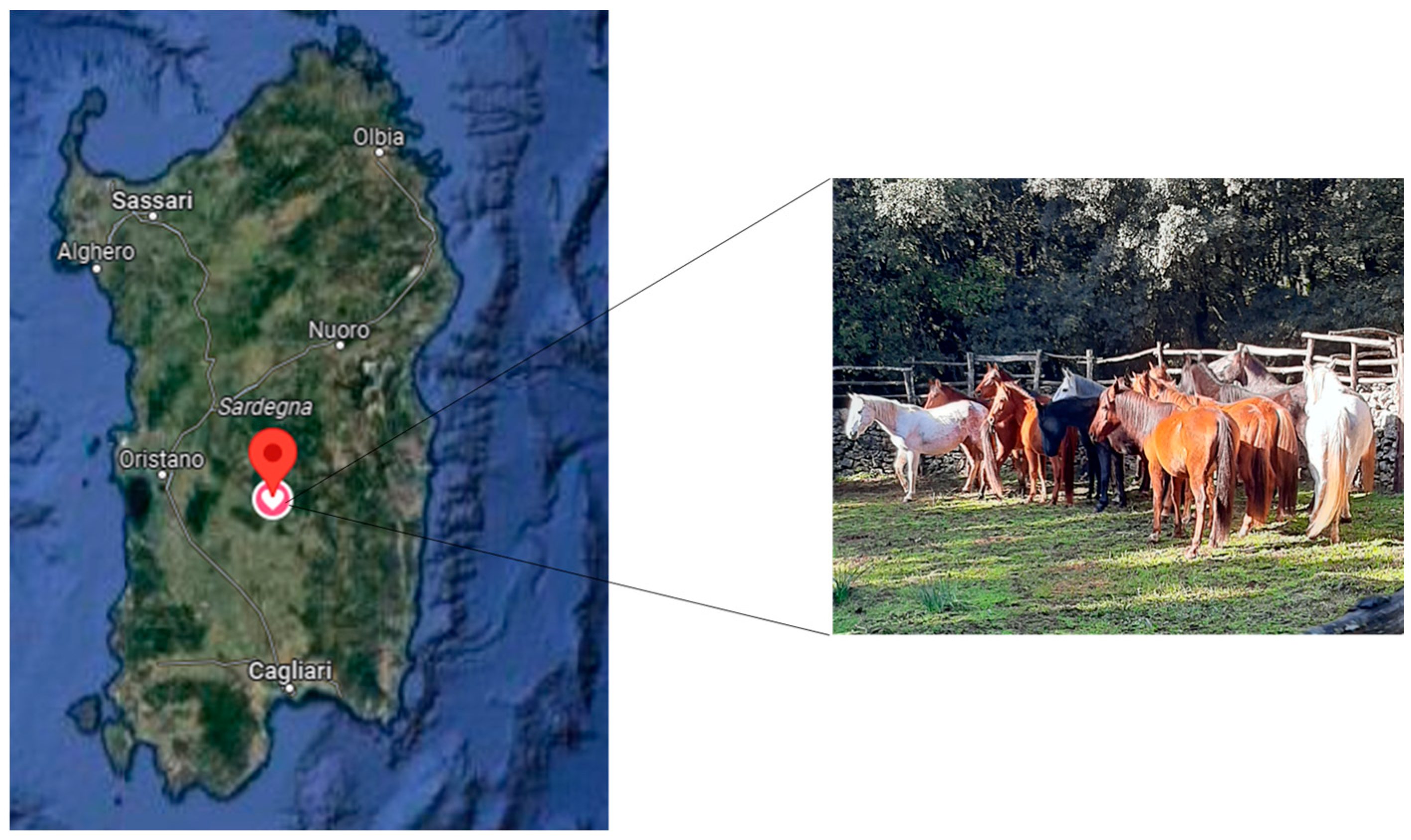 Animals | Free Full-Text | Discrepancies between Genetic and Visual Coat  Color Assignment in Sarcidano Horse