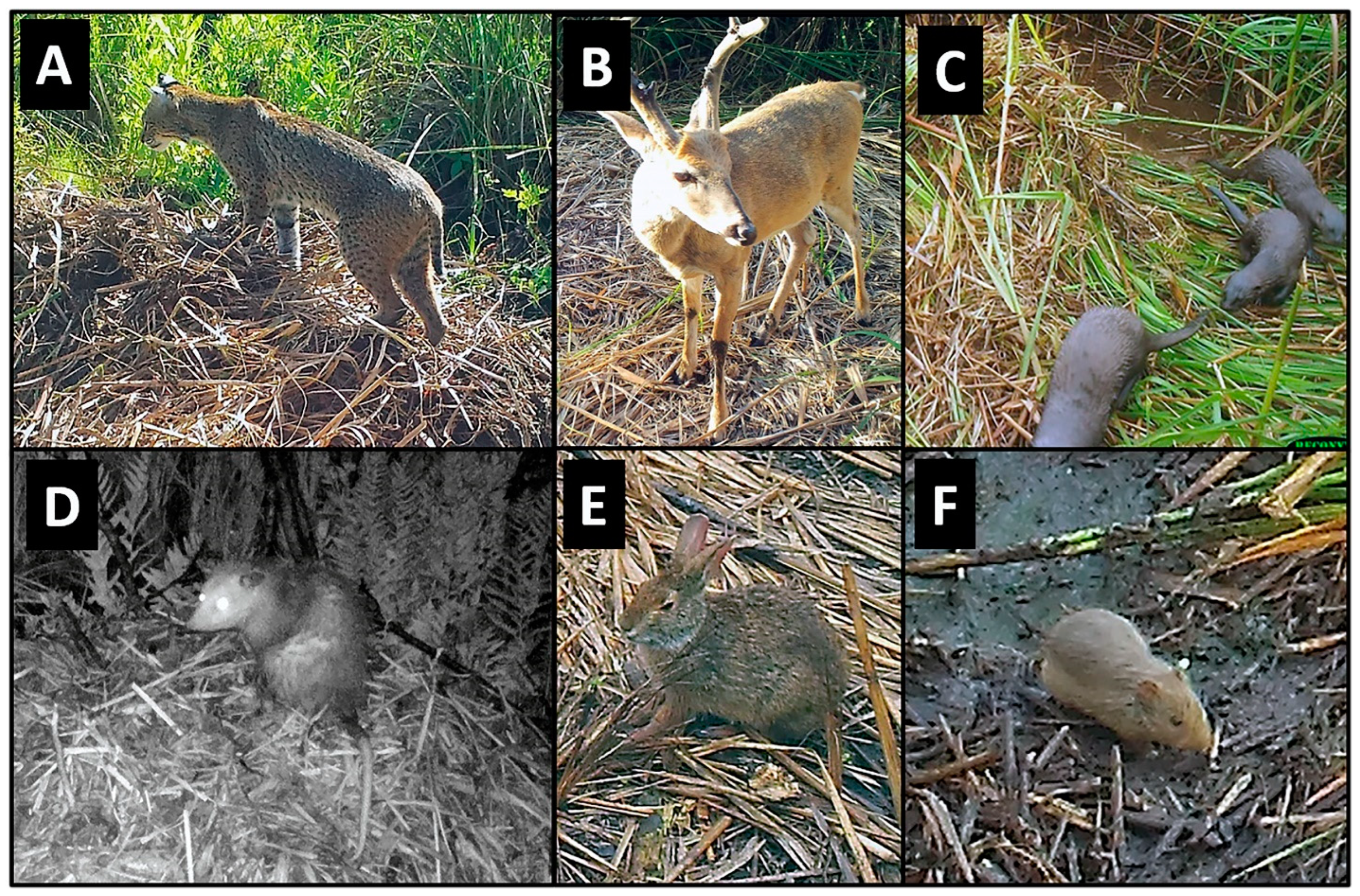 Animals 14 00620 g002 Animals 14 00620 g002