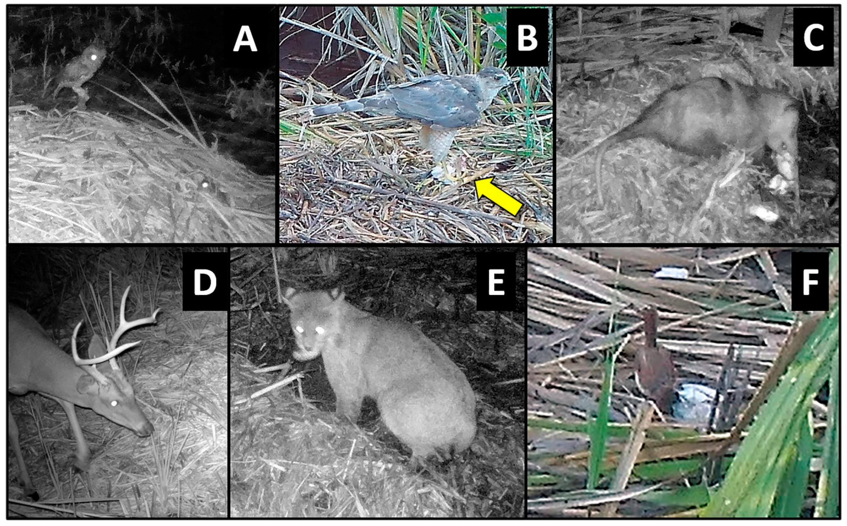 Animals 14 00620 g004 Animals 14 00620 g004