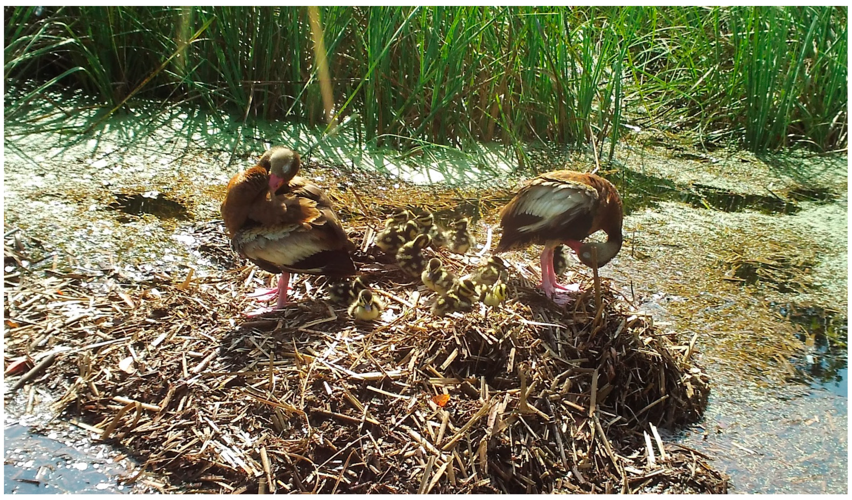 Animals 14 00620 g005 Animals 14 00620 g005