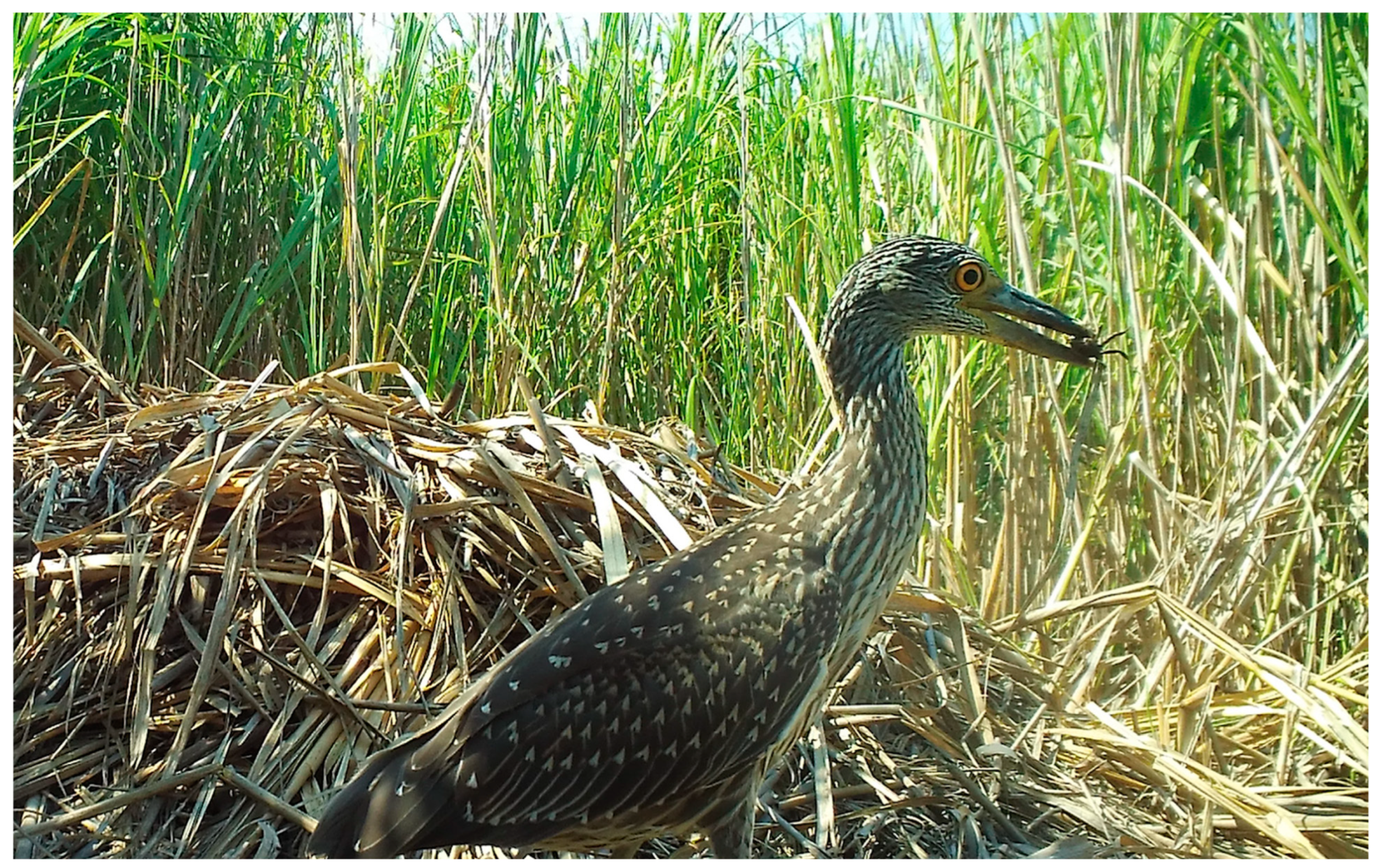 Animals 14 00620 g006 Animals 14 00620 g006