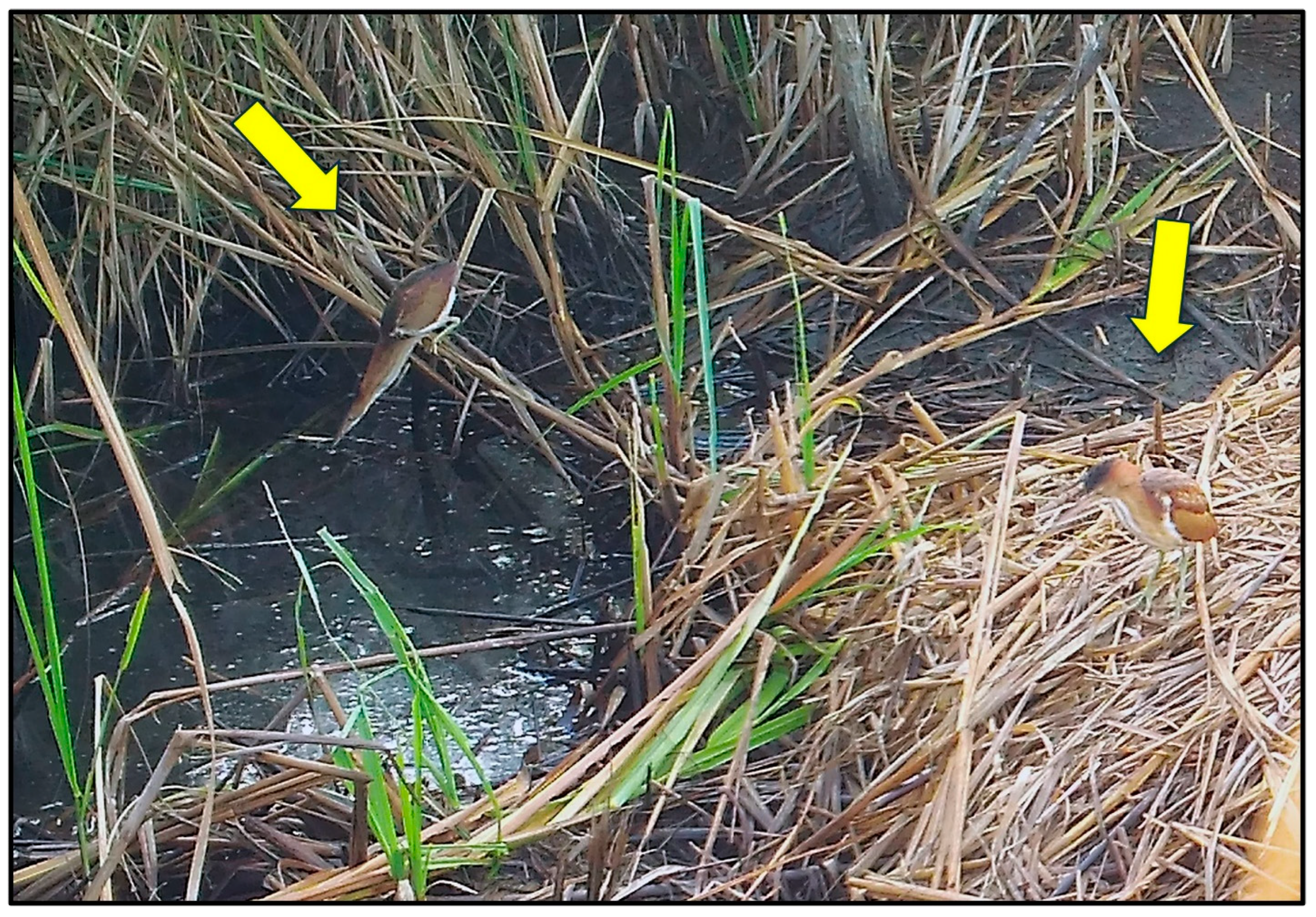 Animals 14 00620 g007 Animals 14 00620 g007