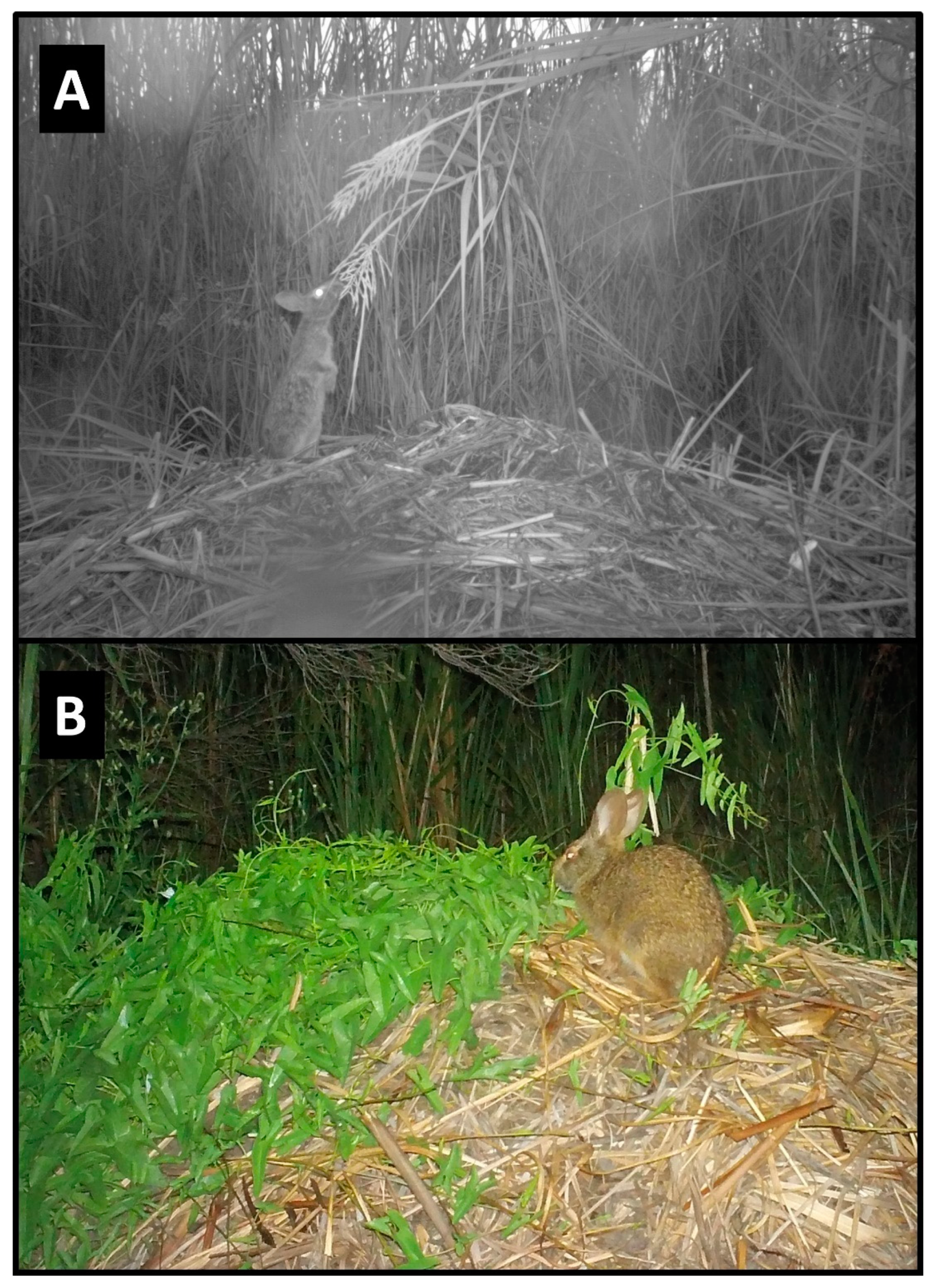 Animals 14 00620 g008 Animals 14 00620 g008