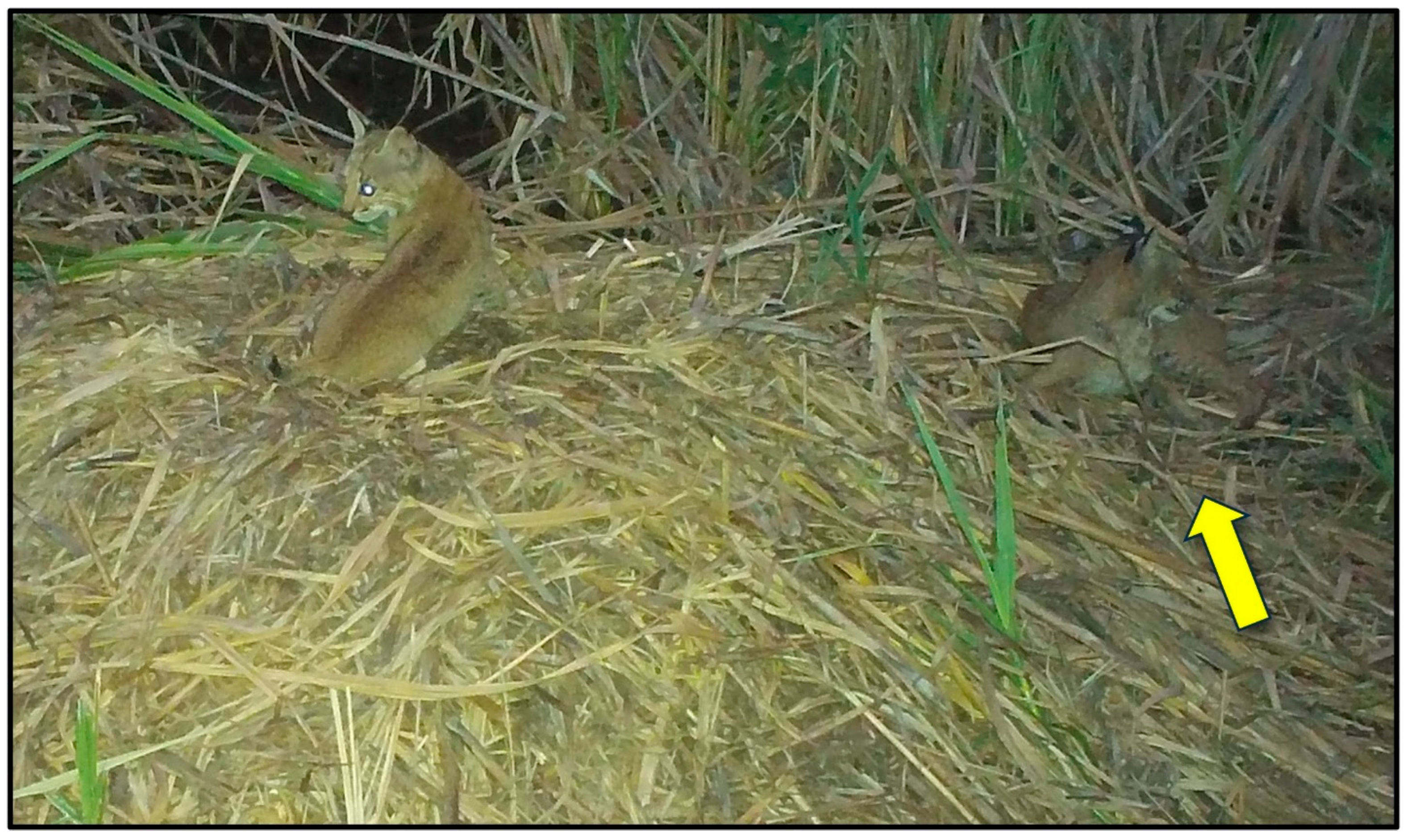 Animals 14 00620 g011 Animals 14 00620 g011