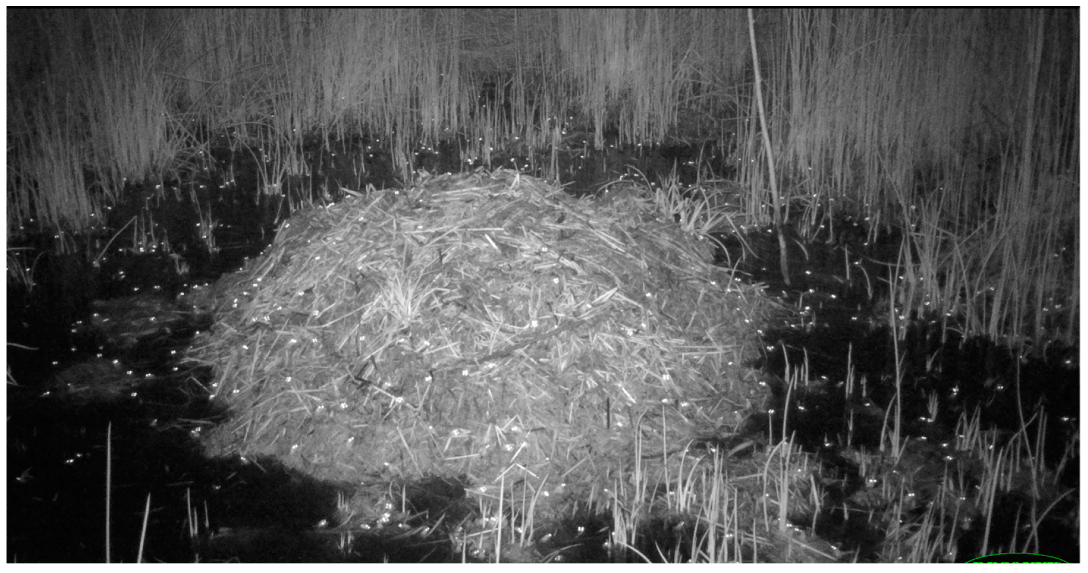 Animals 14 00620 g012 Animals 14 00620 g012