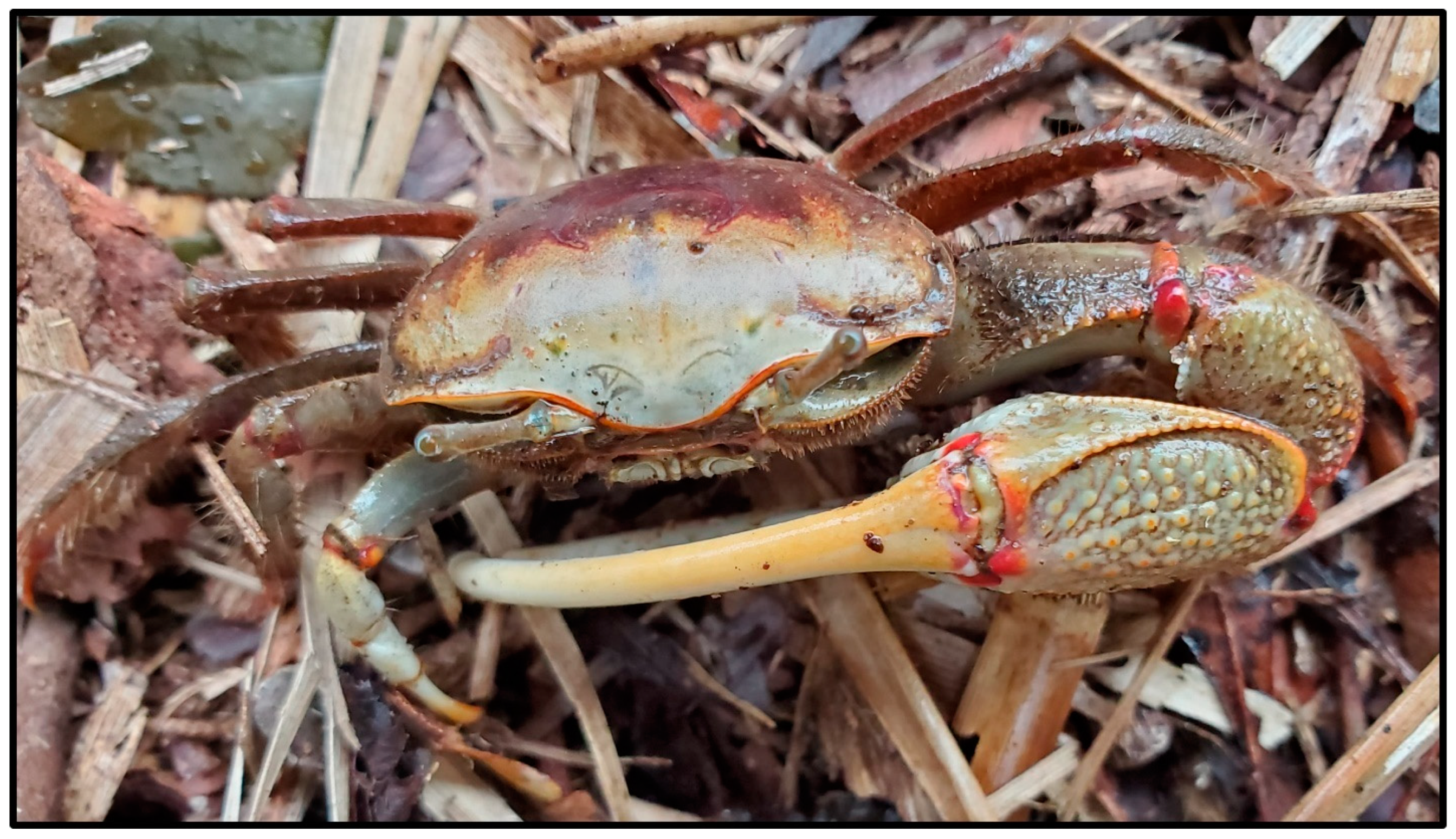 Animals 14 00620 g013 Animals 14 00620 g013