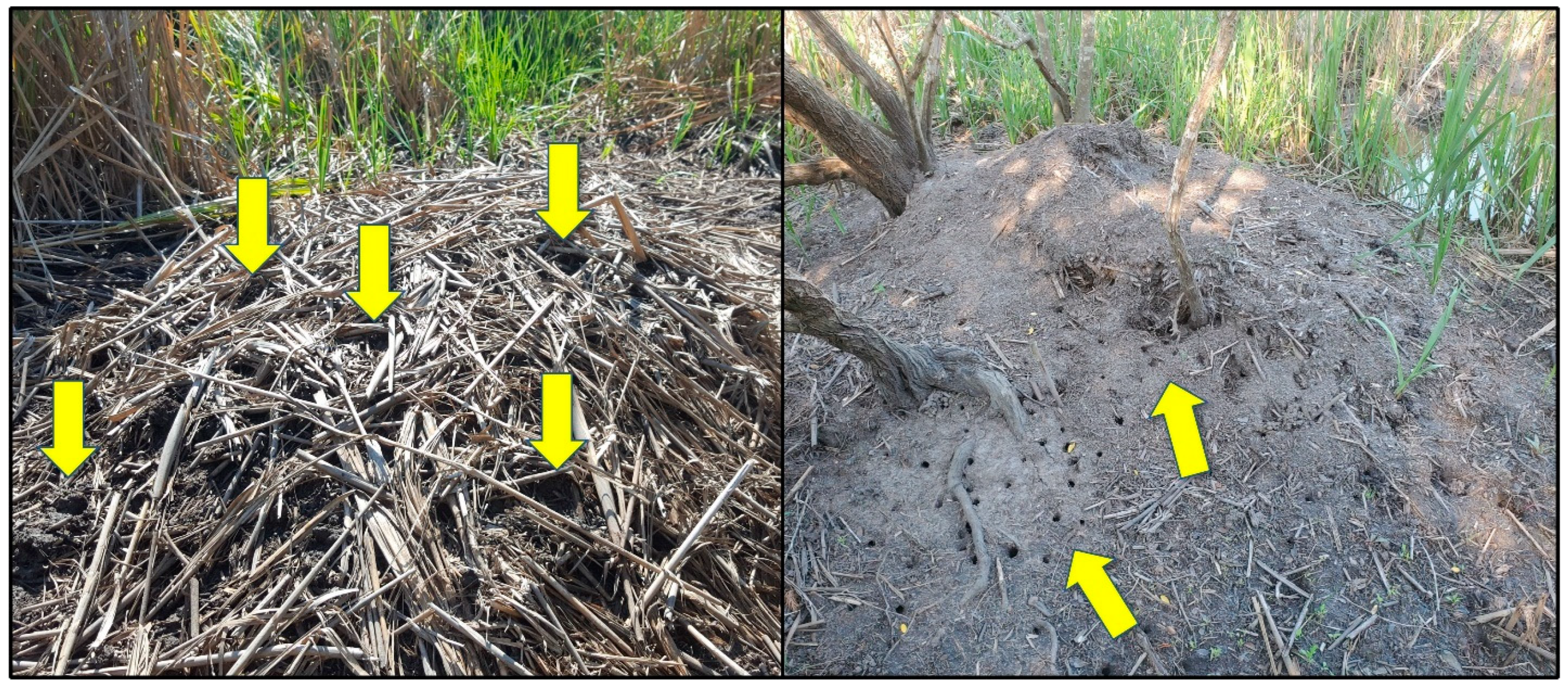 Animals 14 00620 g014 Animals 14 00620 g014