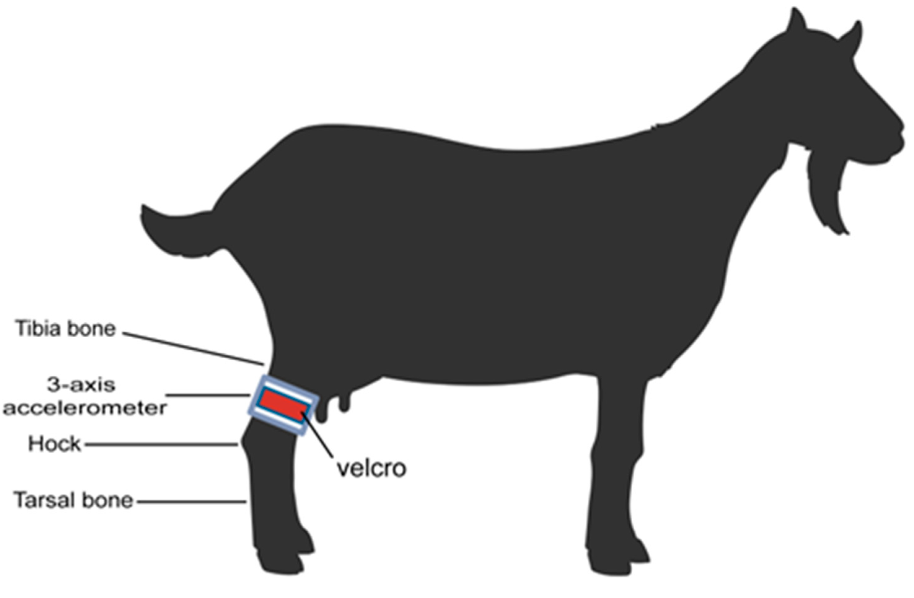 Animals 14 00634 g001