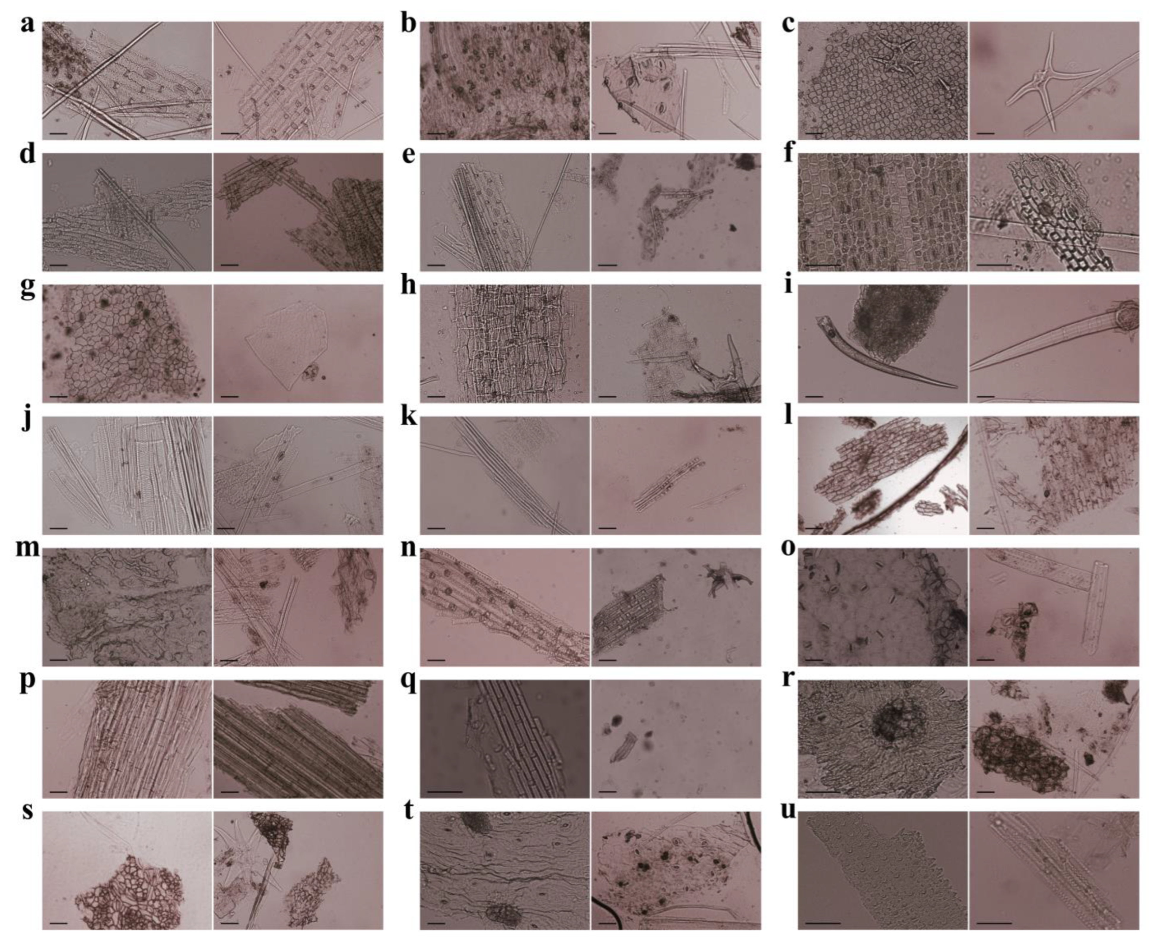 Animals 14 00728 g001