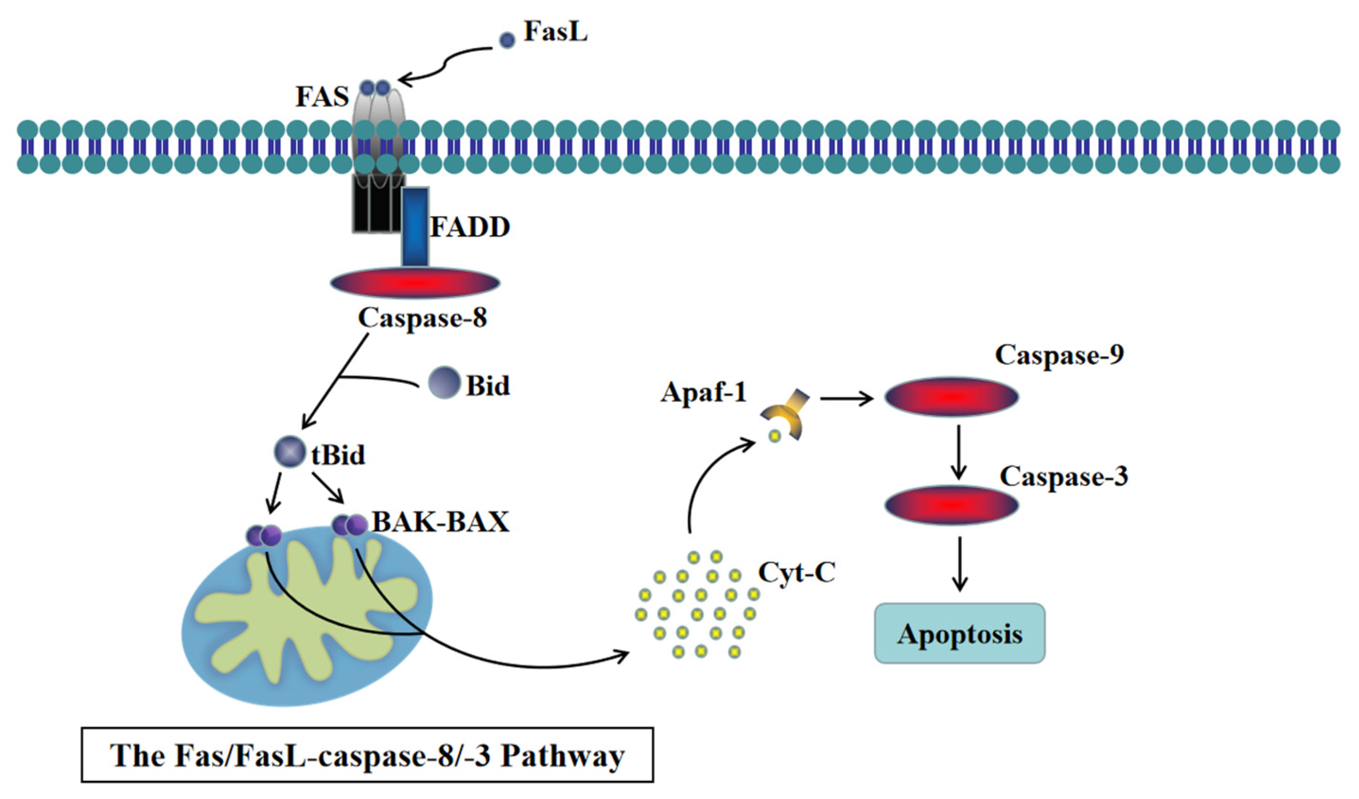 Animals 14 00768 g001 Animals 14 00768 g001