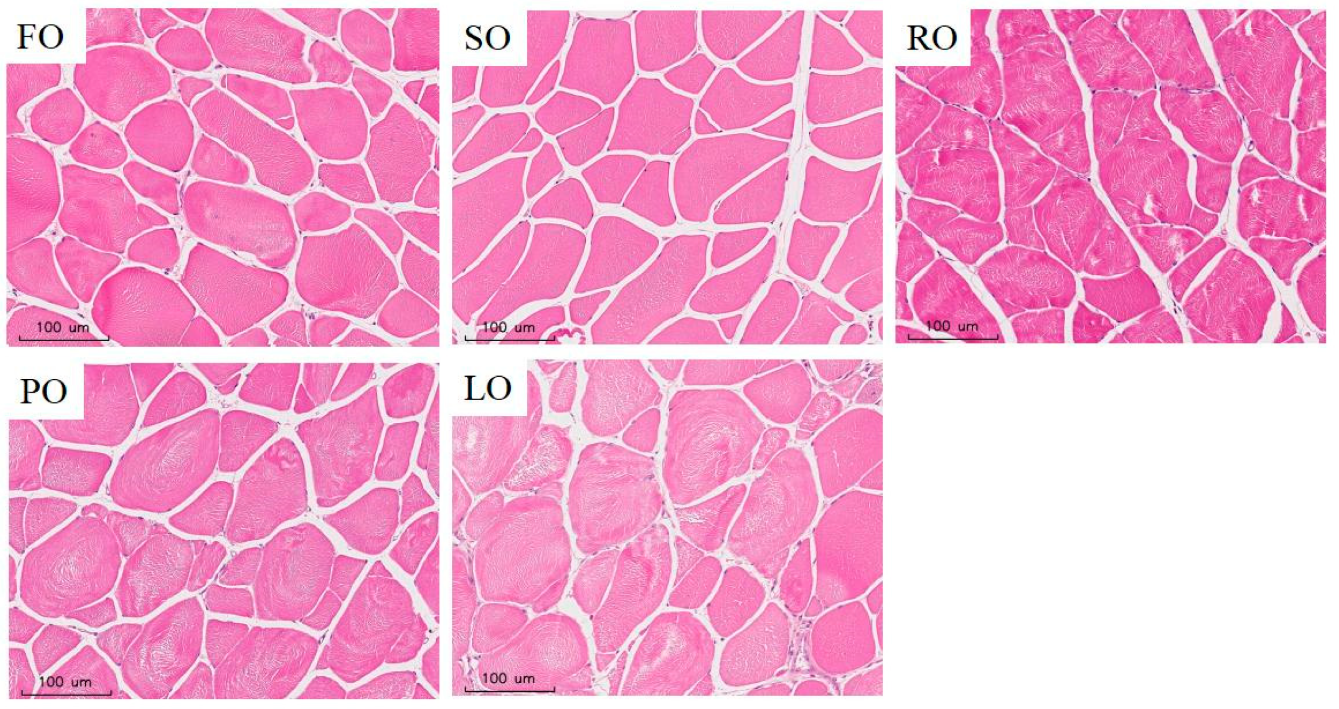 Animals 14 00781 g002