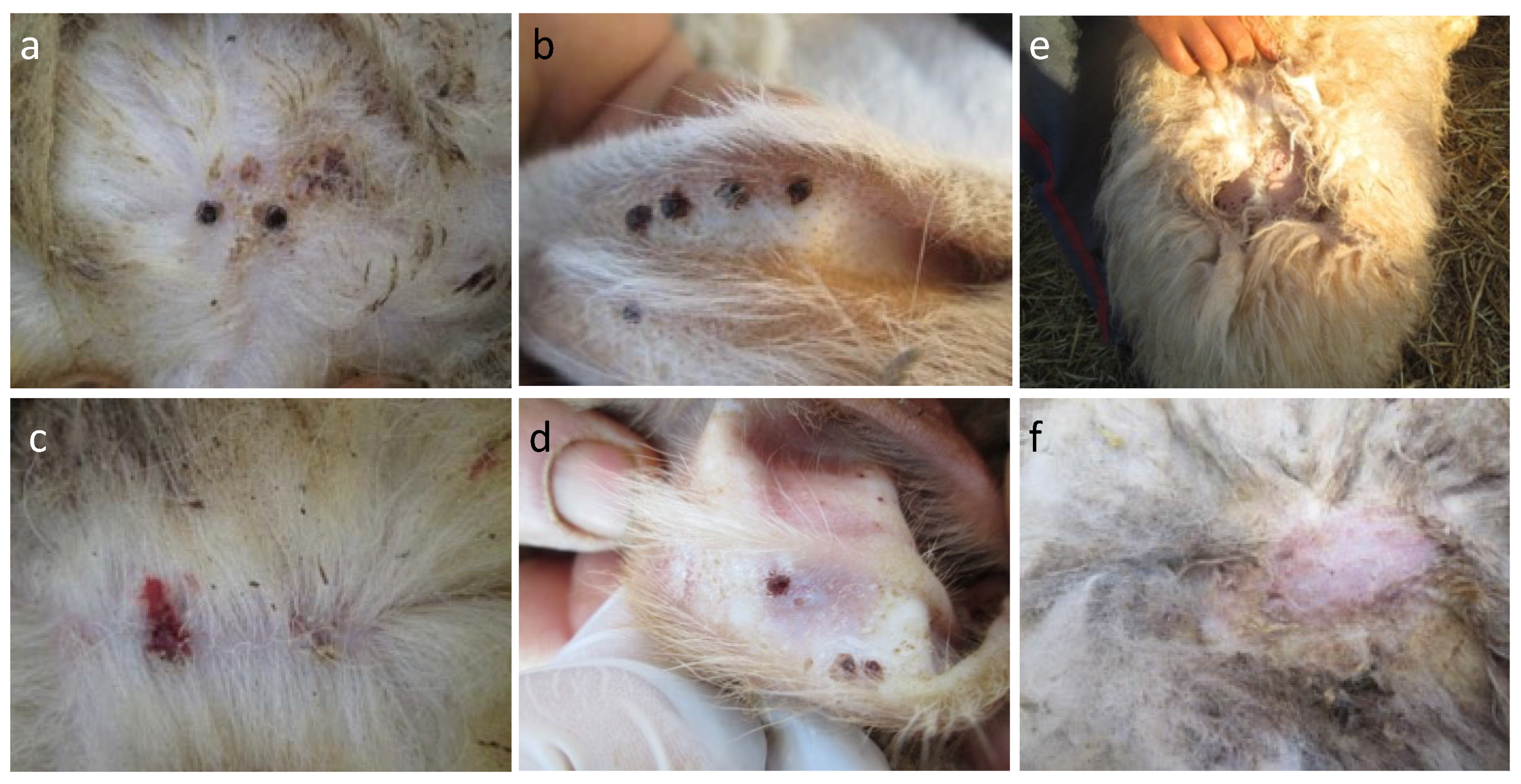 Animals 14 00801 g003 Animals 14 00801 g003