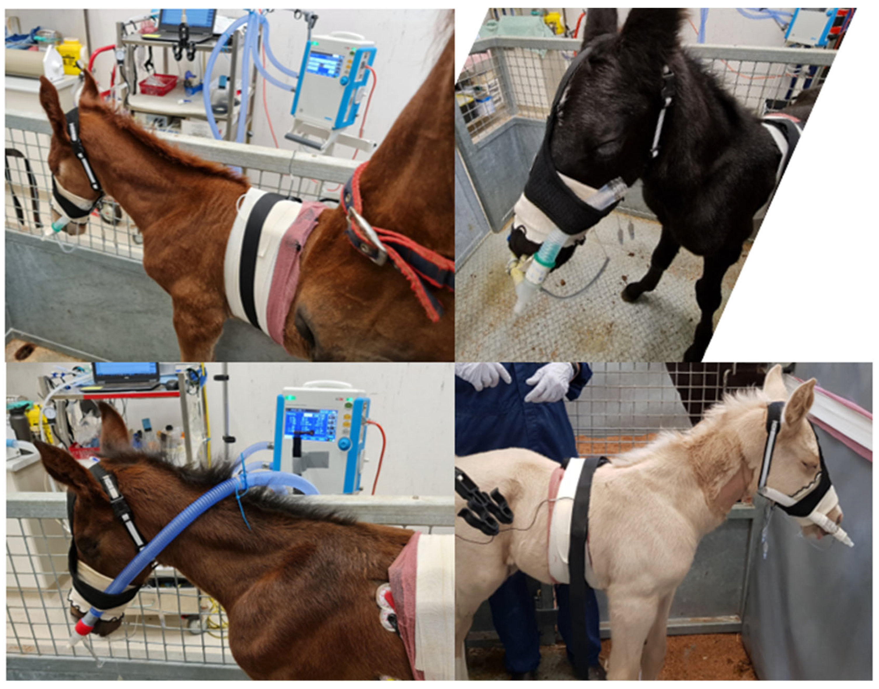 Animals 14 00865 g005