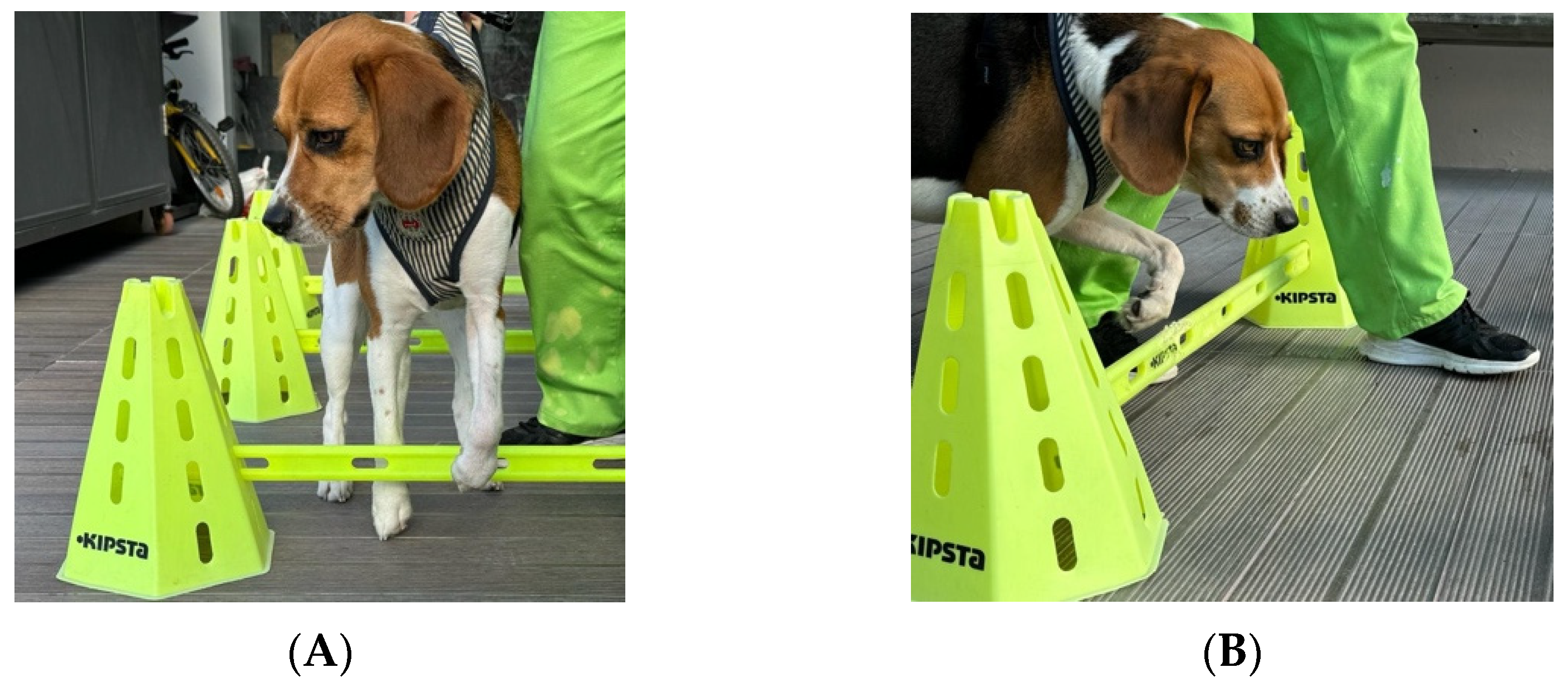 Animals 14 00884 g001 Animals 14 00884 g001