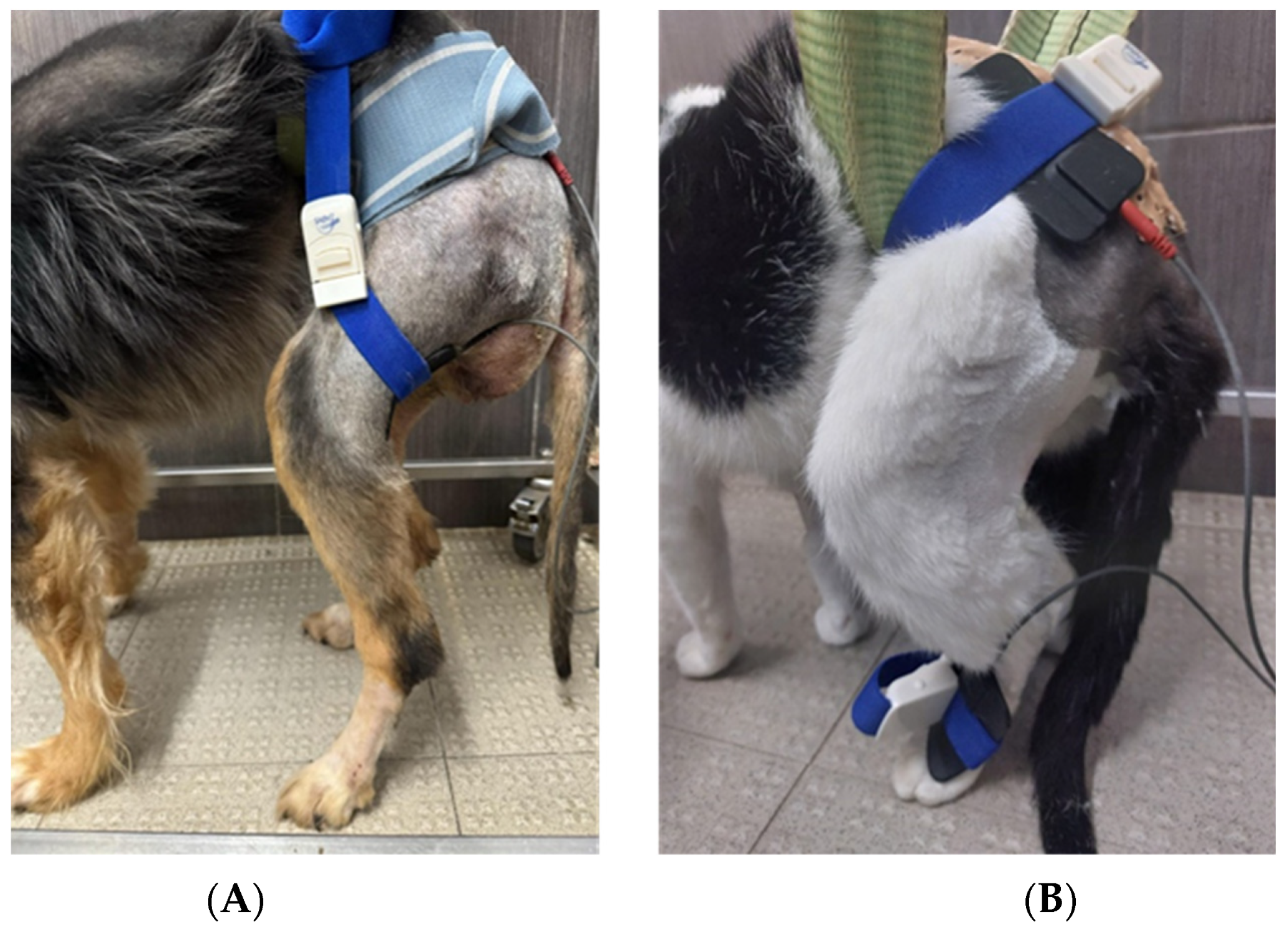 Animals 14 00884 g003 Animals 14 00884 g003