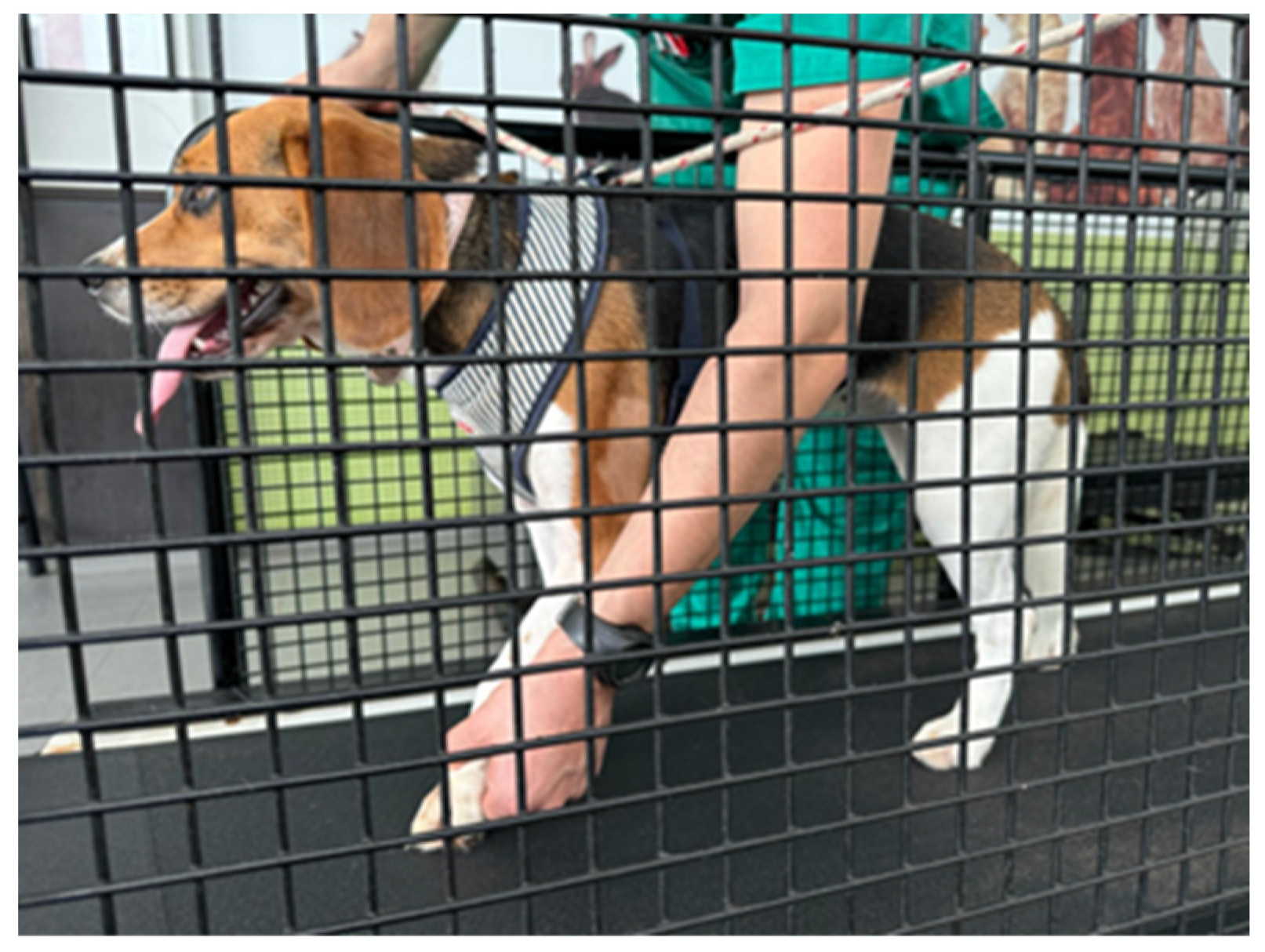 Animals 14 00884 g004 Animals 14 00884 g004