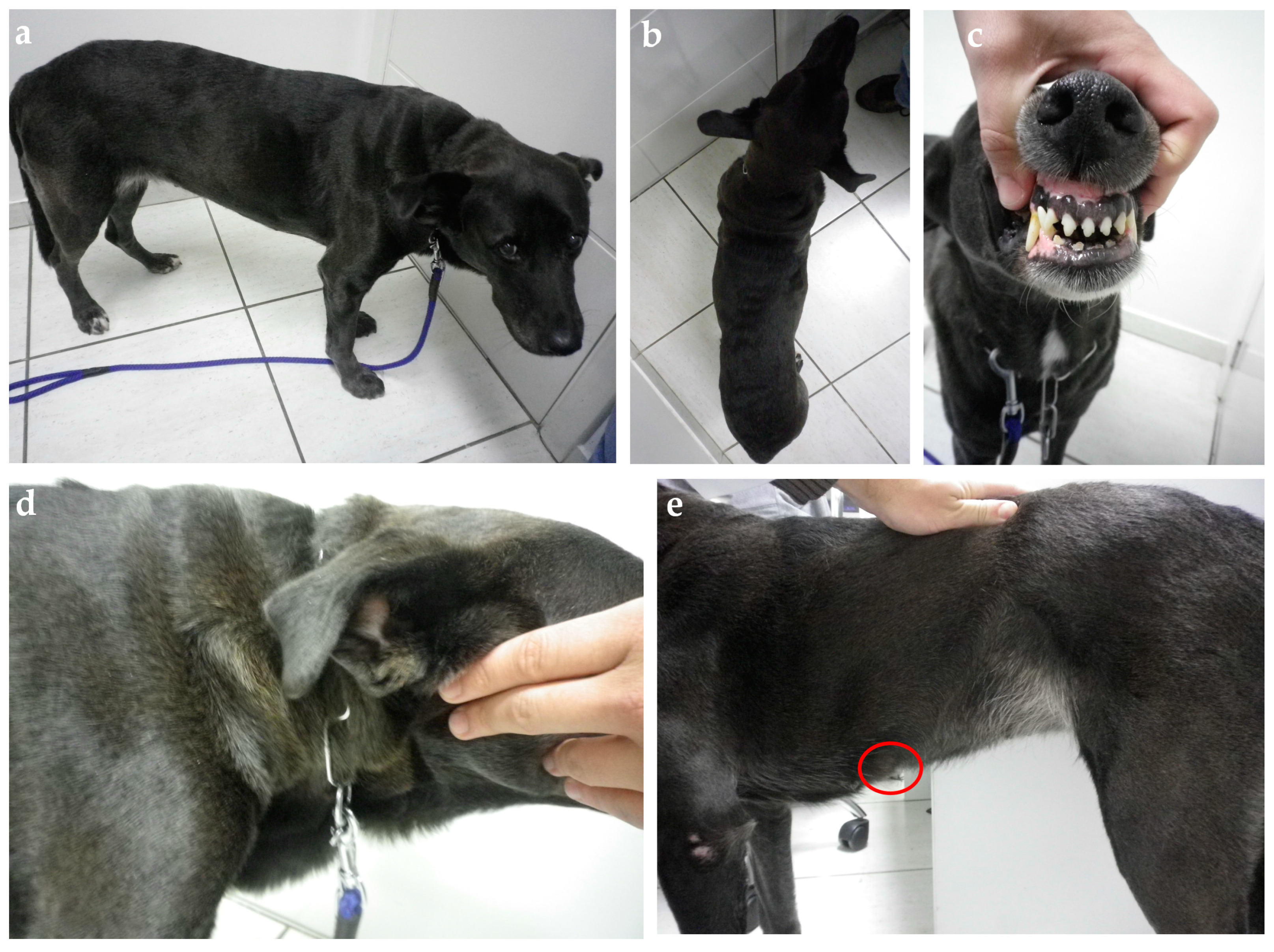 Animals 14 00890 g004 Animals 14 00890 g004