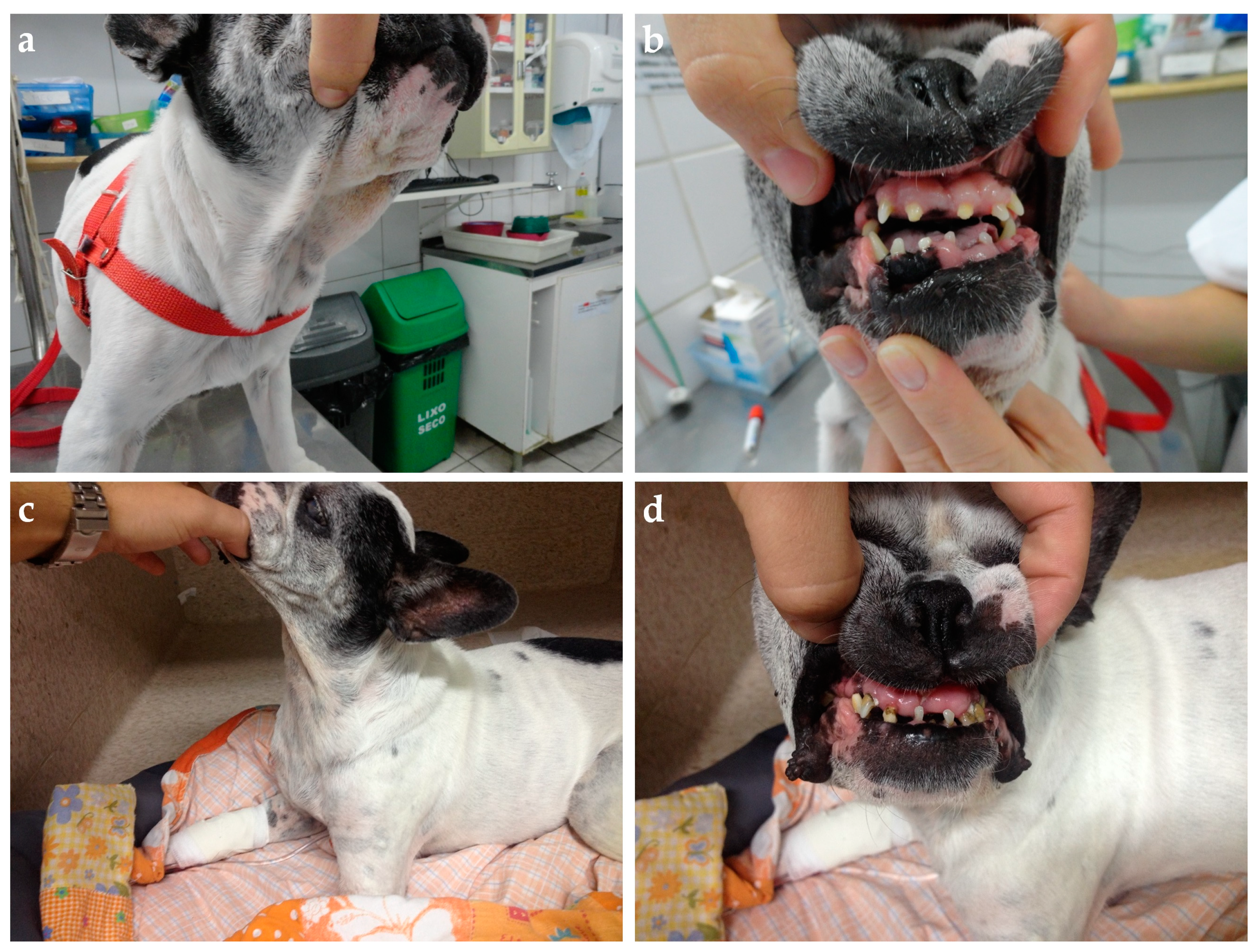 Animals | Free Full-Text | Progesterone-Related Diabetes Mellitus in the  Bitch: Current Knowledge, the Role of Pyometra, and Relevance in Practice