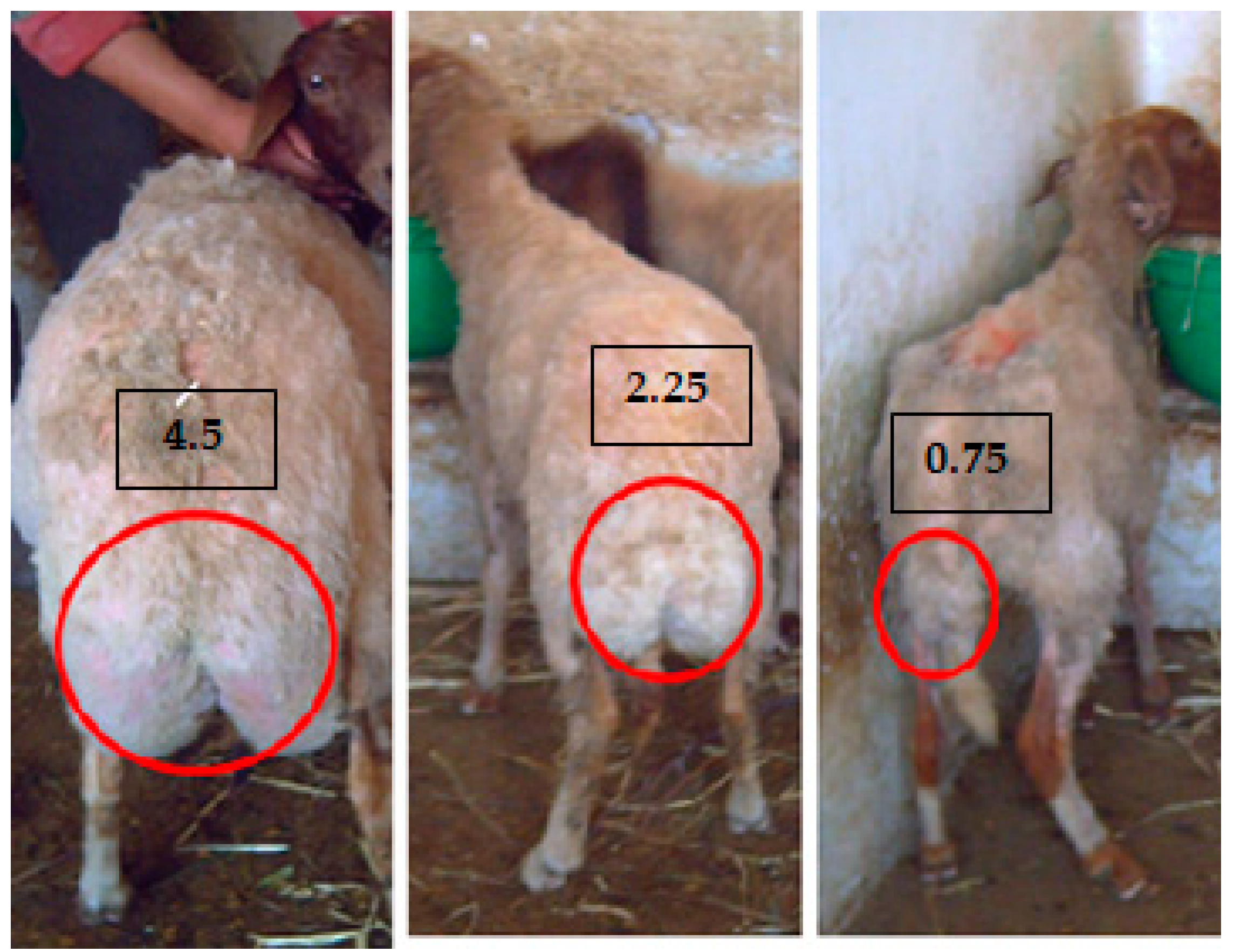 Animals 14 00891 g002 Animals 14 00891 g002