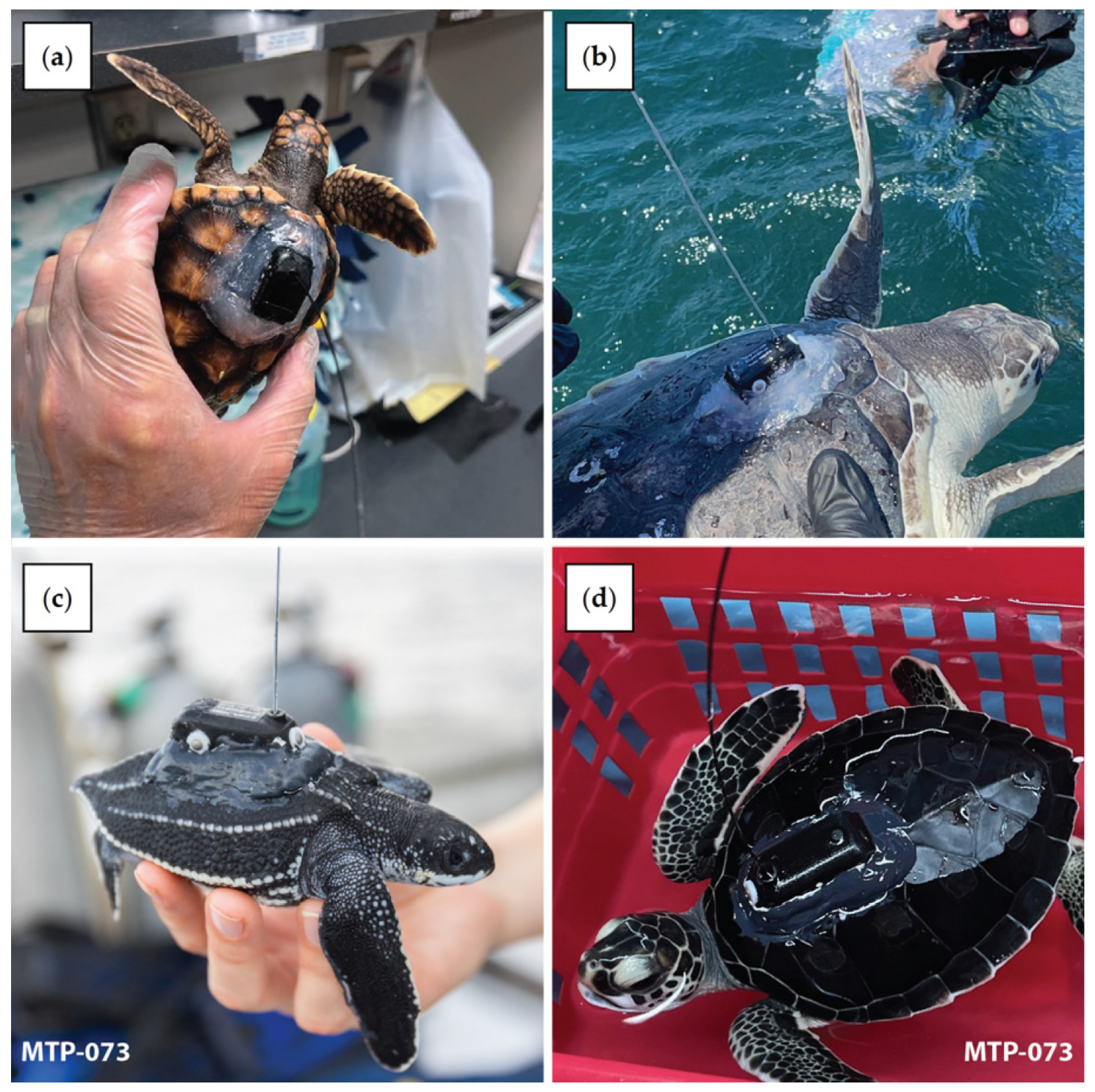 Animals 14 00903 g002