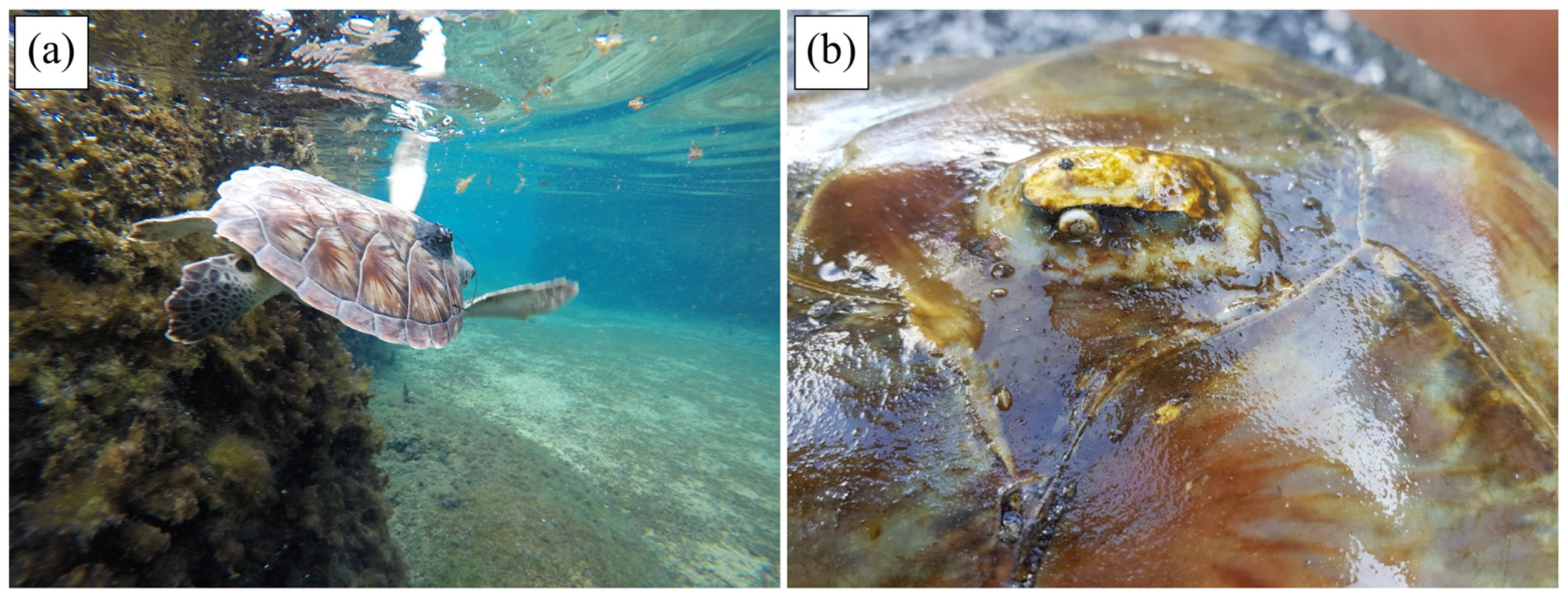 Animals 14 00903 g014