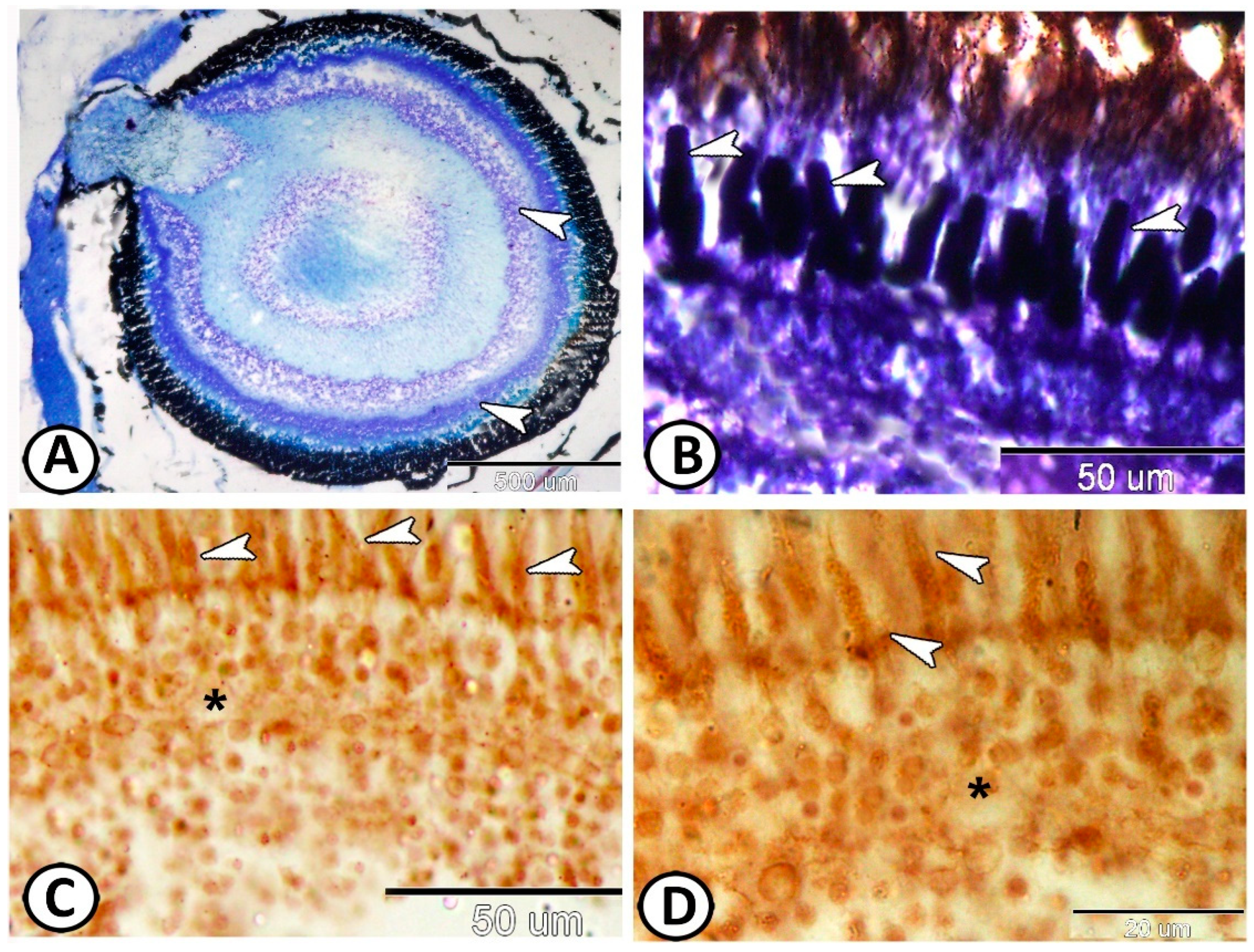 Animals 14 00939 g002 Animals 14 00939 g002