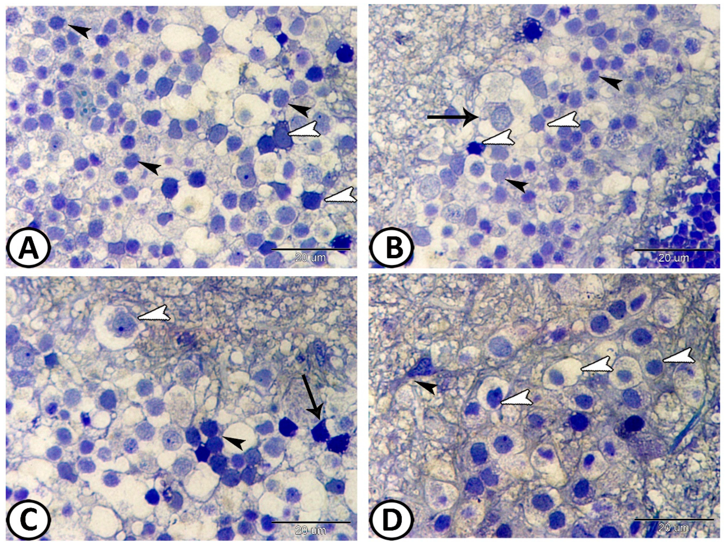 Animals 14 00939 g004 Animals 14 00939 g004