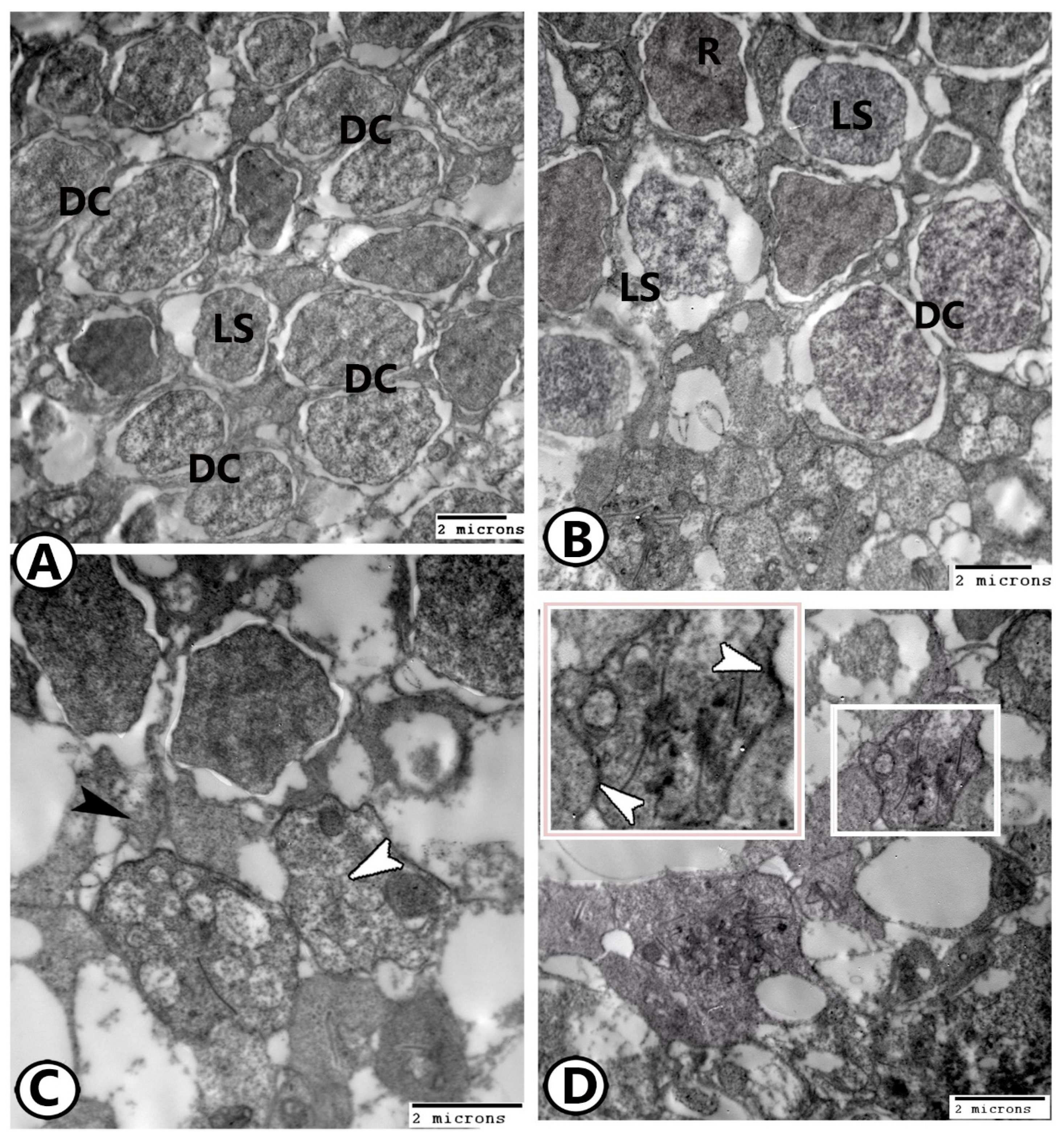 Animals 14 00939 g007 Animals 14 00939 g007