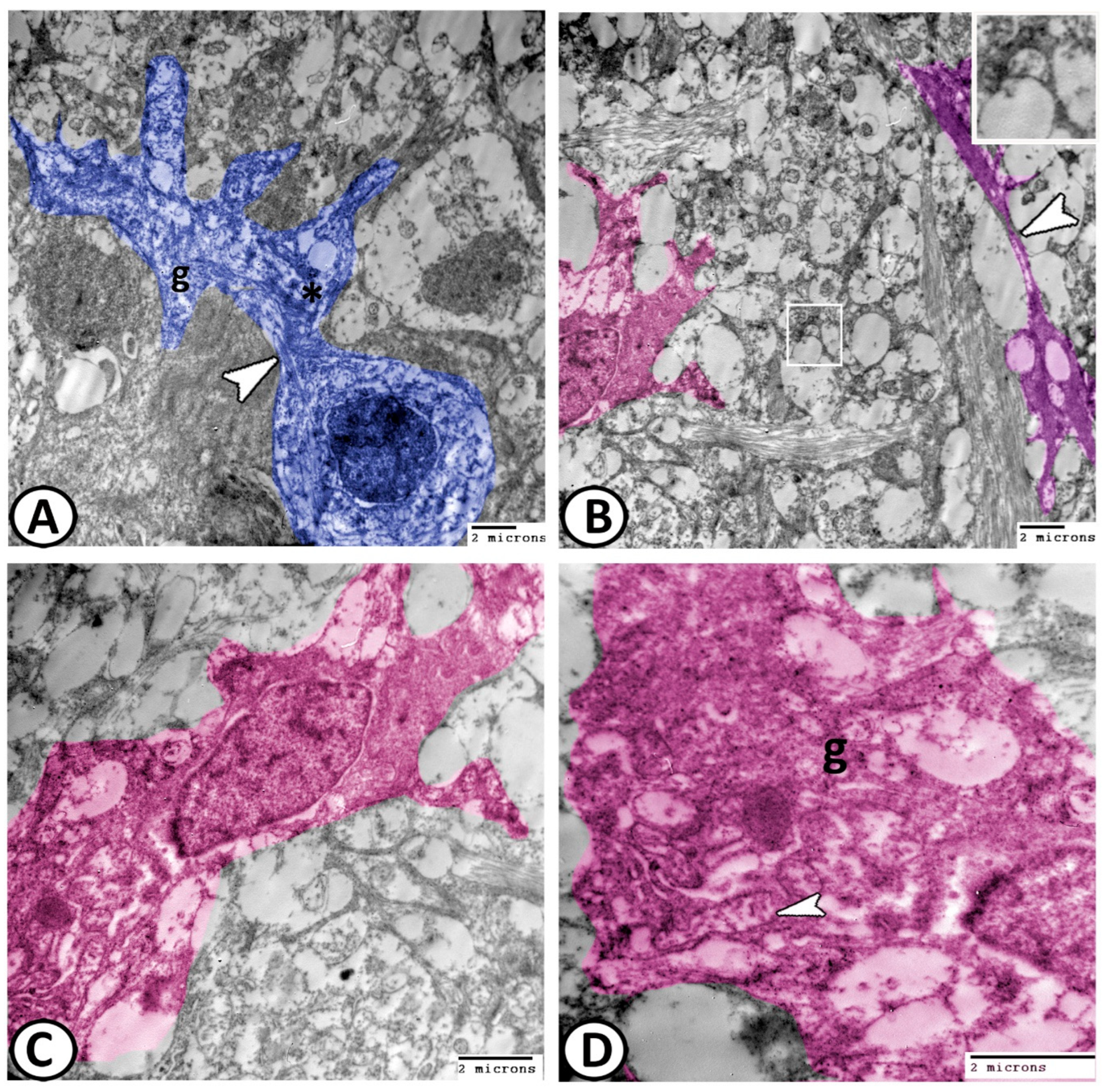 Animals 14 00939 g010 Animals 14 00939 g010