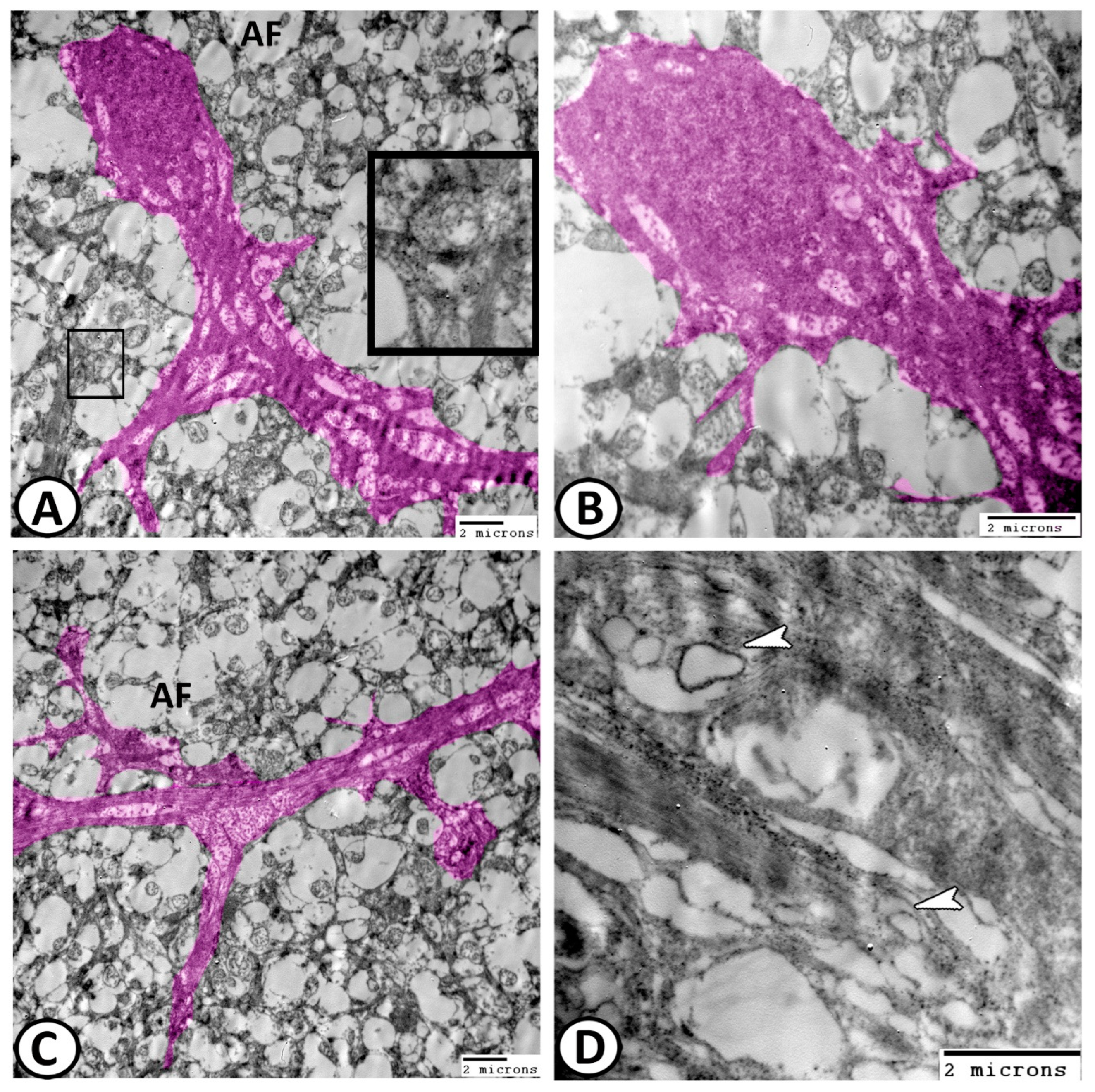 Animals 14 00939 g011 Animals 14 00939 g011