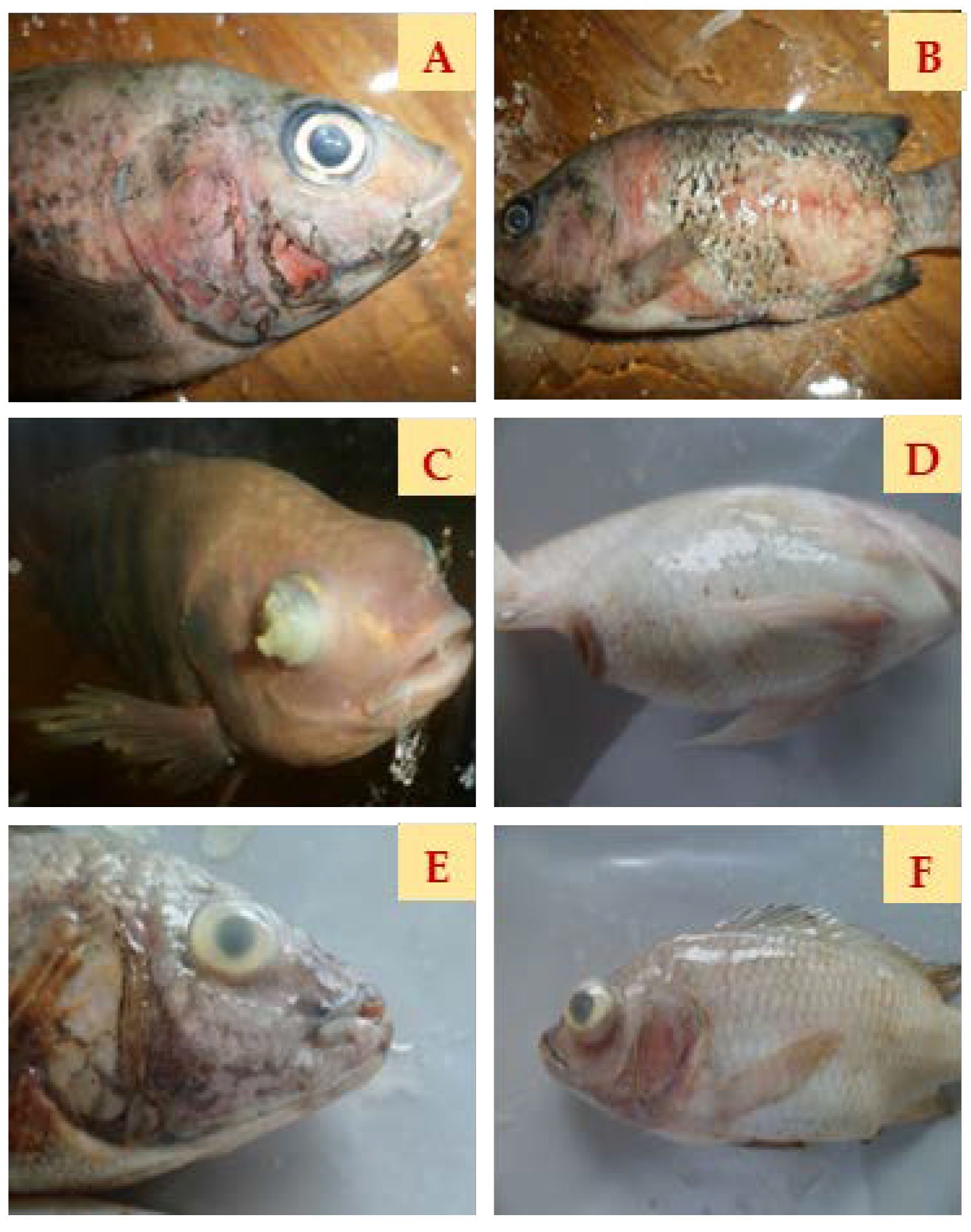 Animals 14 00953 g004