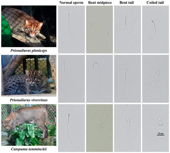 Animals Free Full Text Detection of Protein Biomarkers