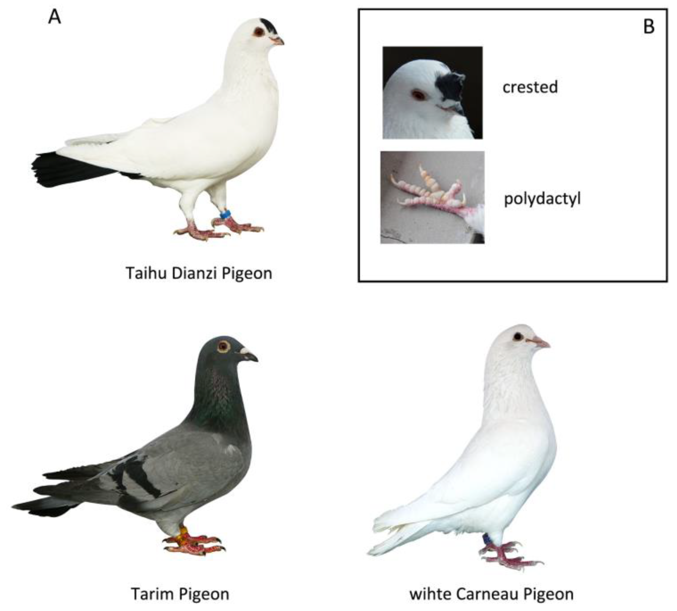 Animals 14 01047 g001