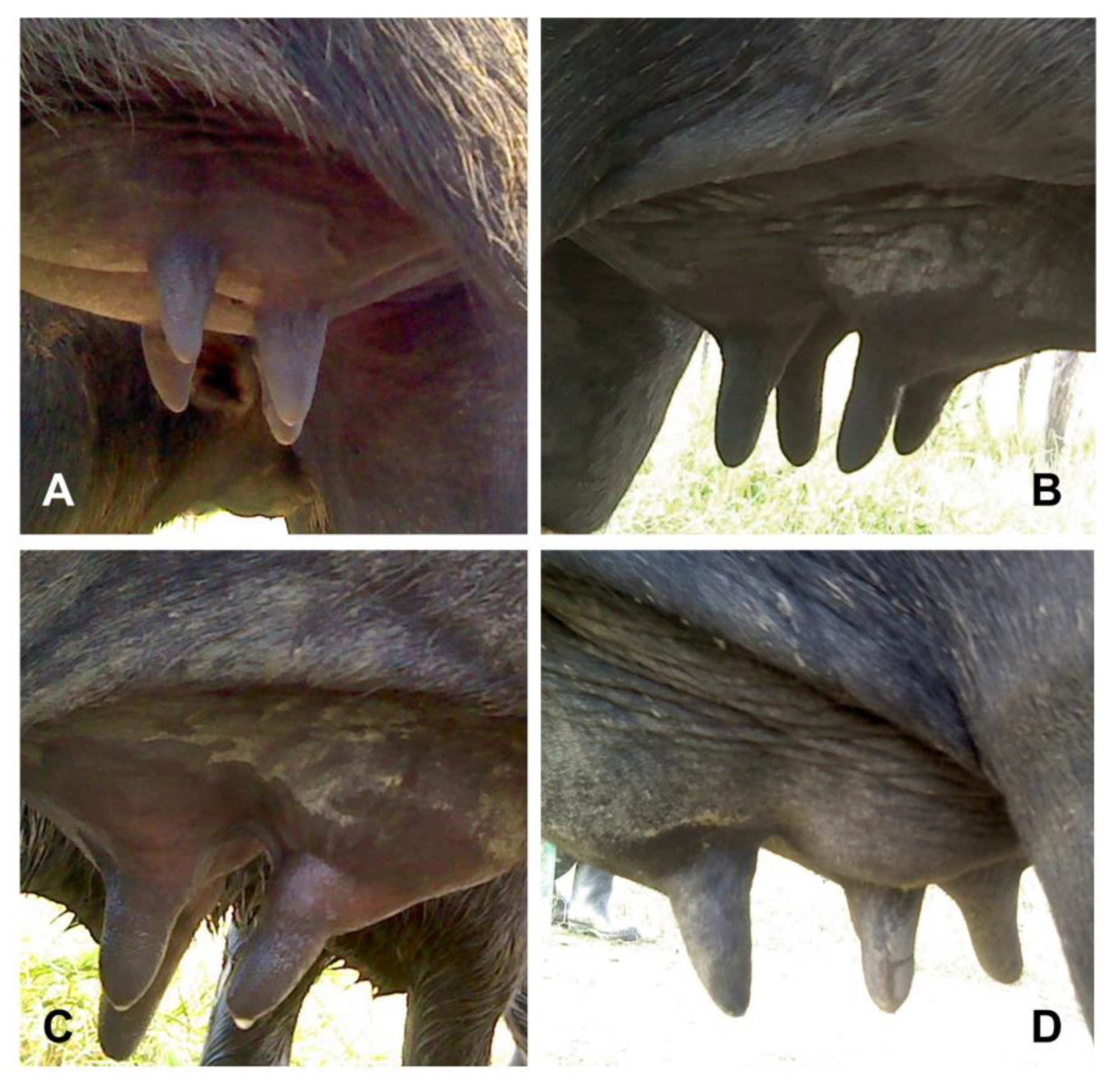 Animals 14 01066 g002 Animals 14 01066 g002