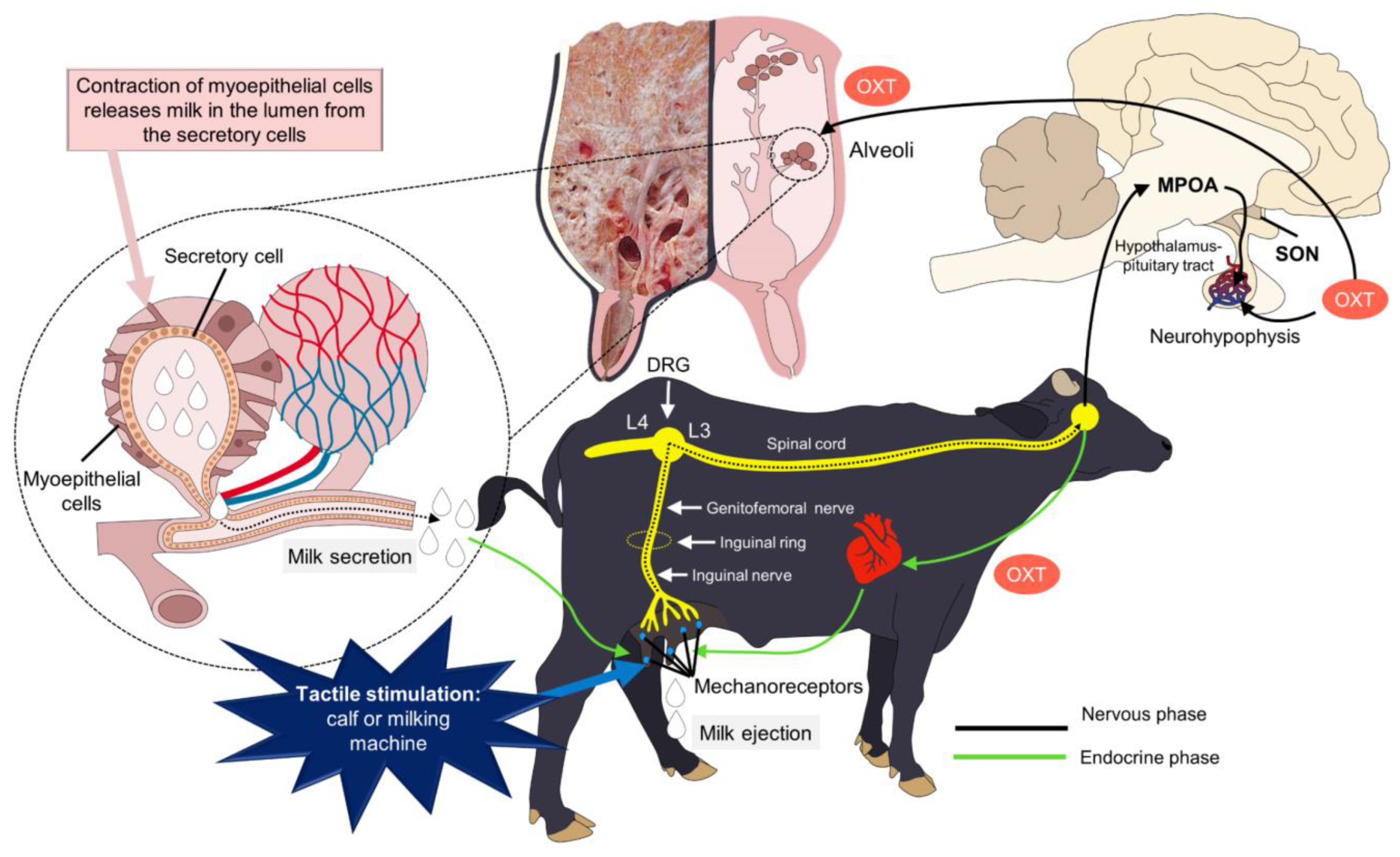 Animals 14 01066 g004 Animals 14 01066 g004