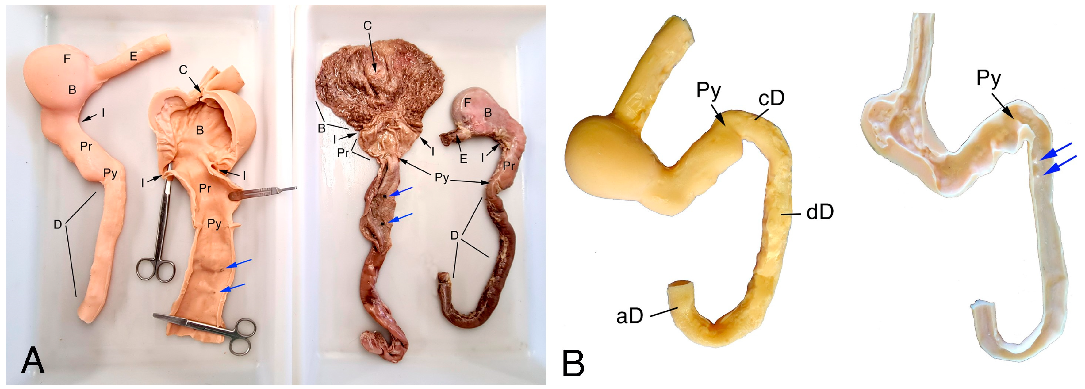 Animals 14 01070 g002