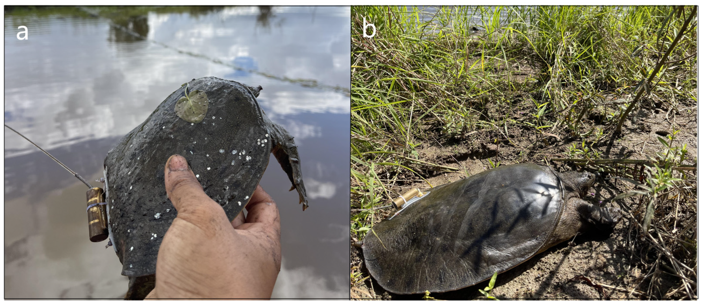 Animals 14 01088 g003