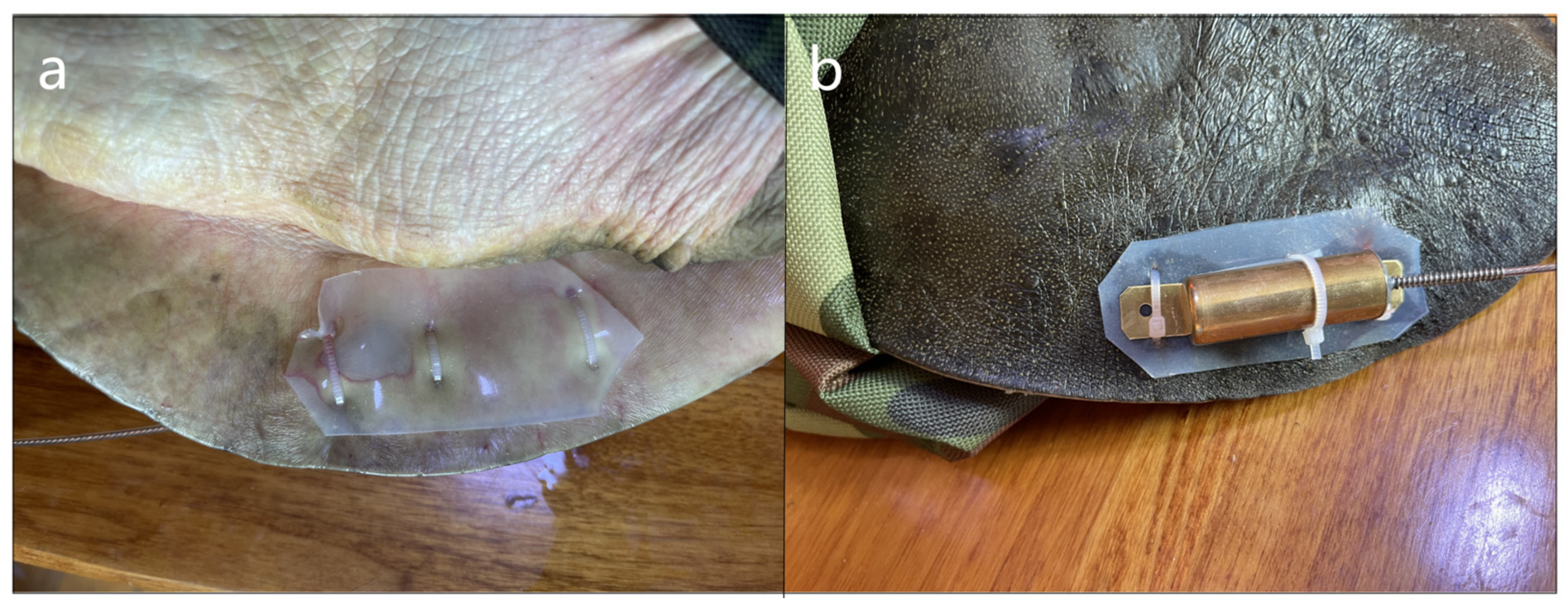 Animals 14 01088 g004