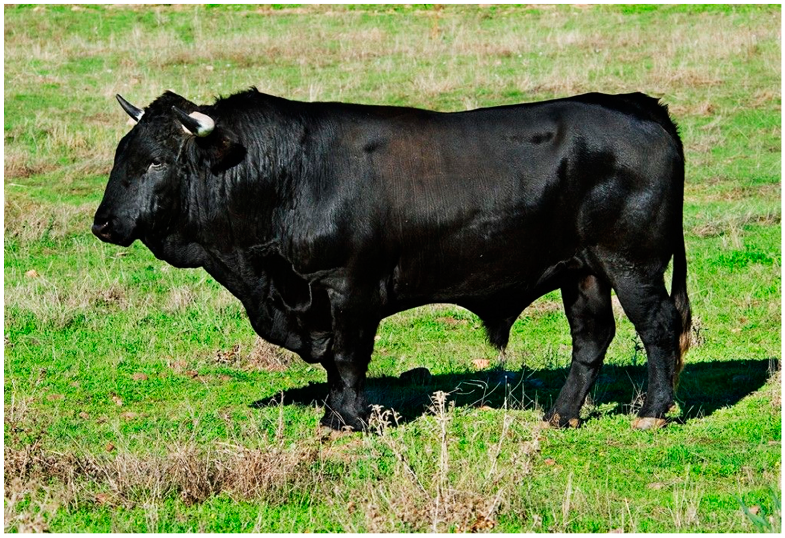 Animals 14 01131 g002 Animals 14 01131 g002