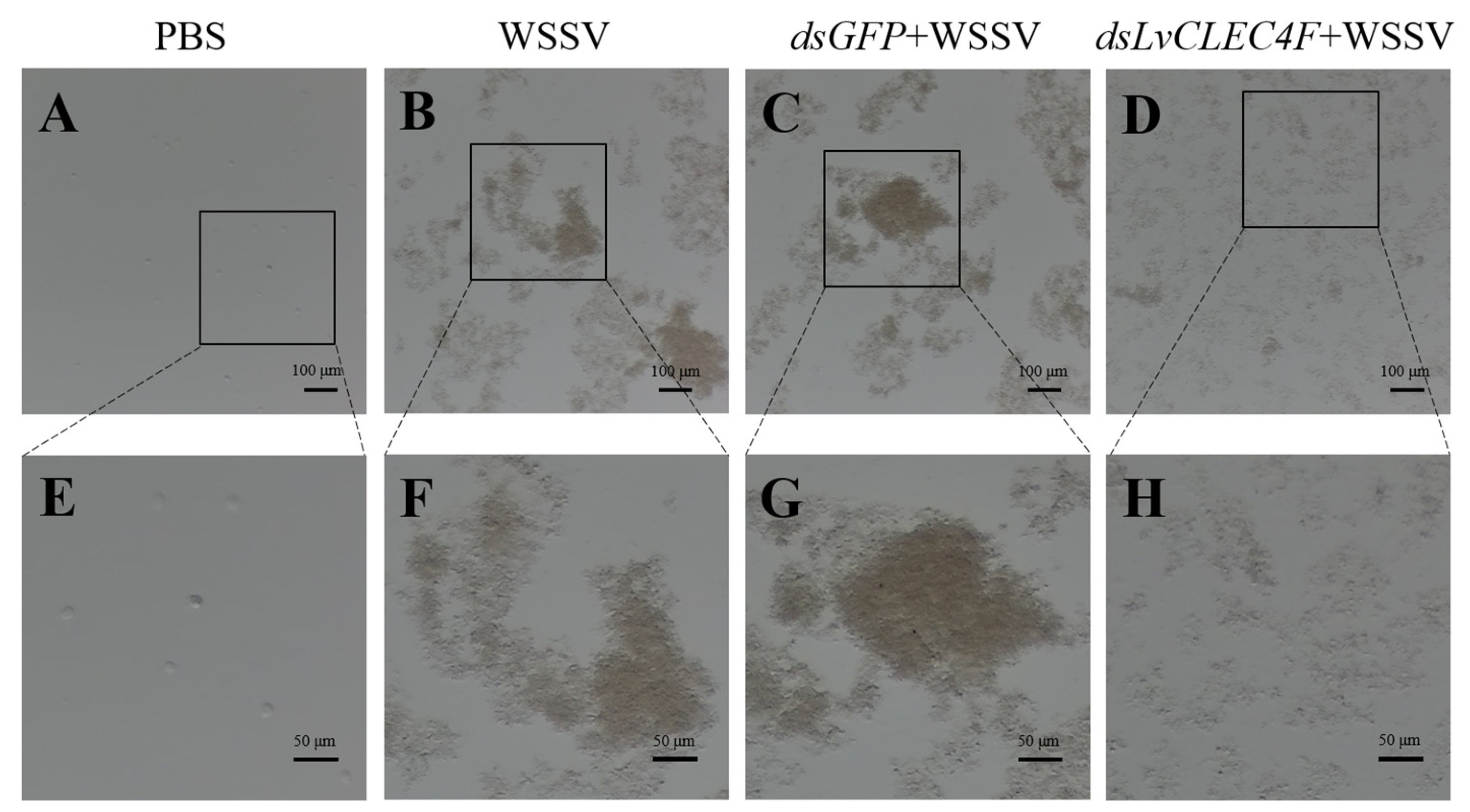 Animals 14 01137 g007