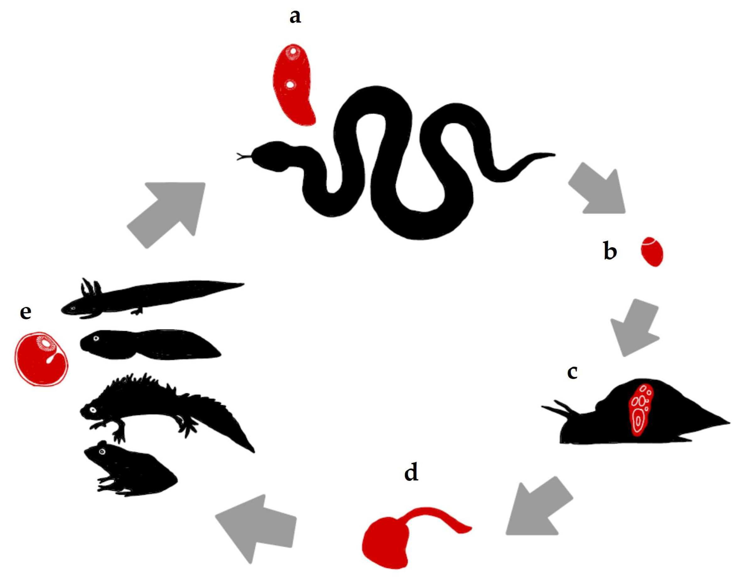 Animals 14 01154 g001